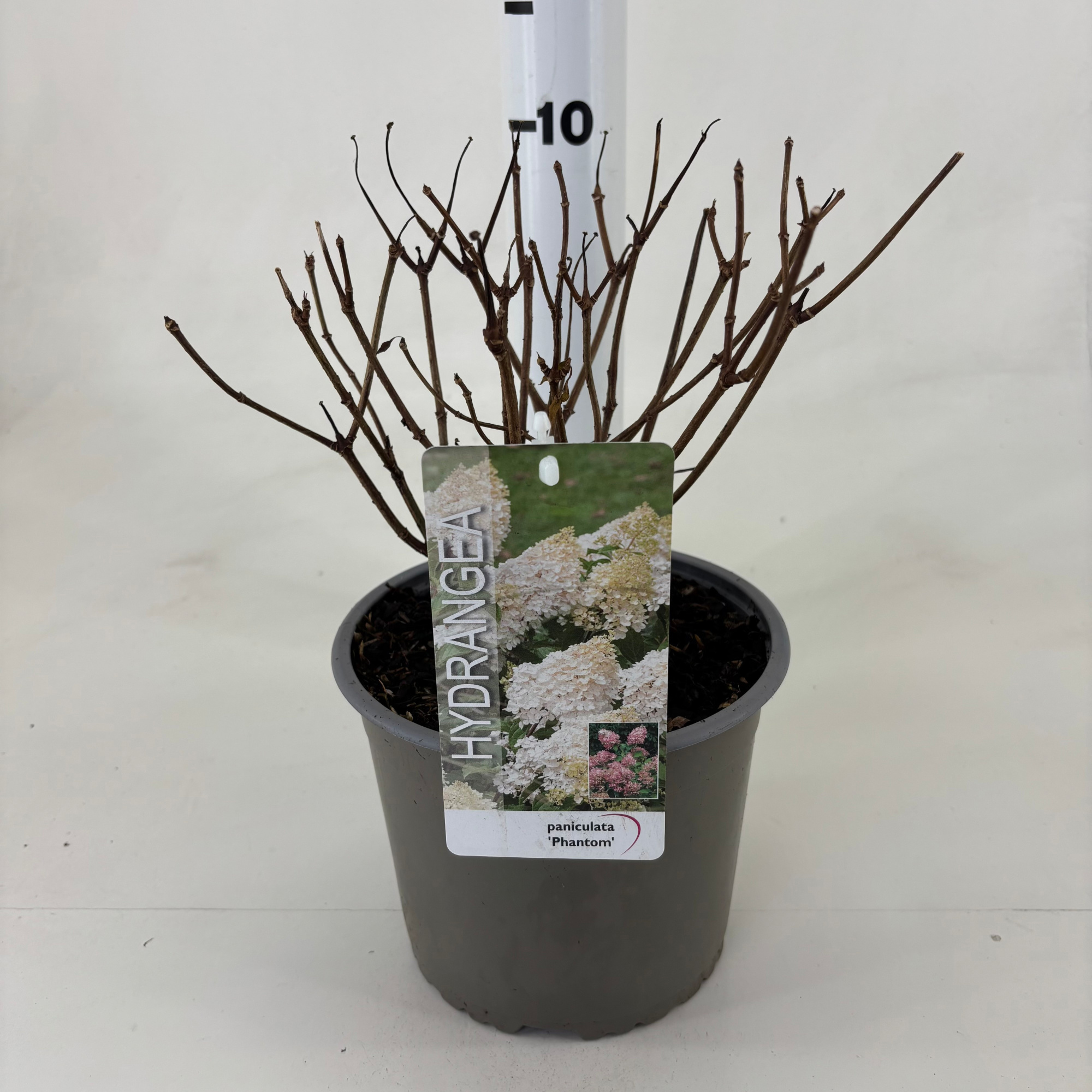 Hydrangea pan. 'Phantom', D 19