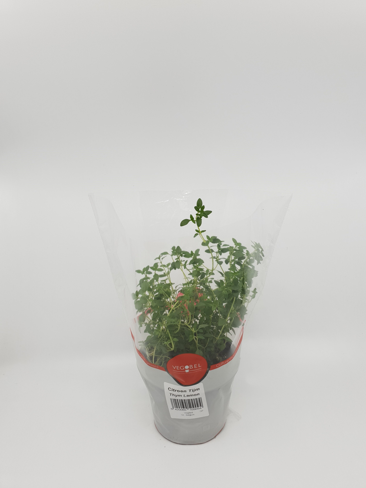 Tijm Citroen P12, D 12 cm