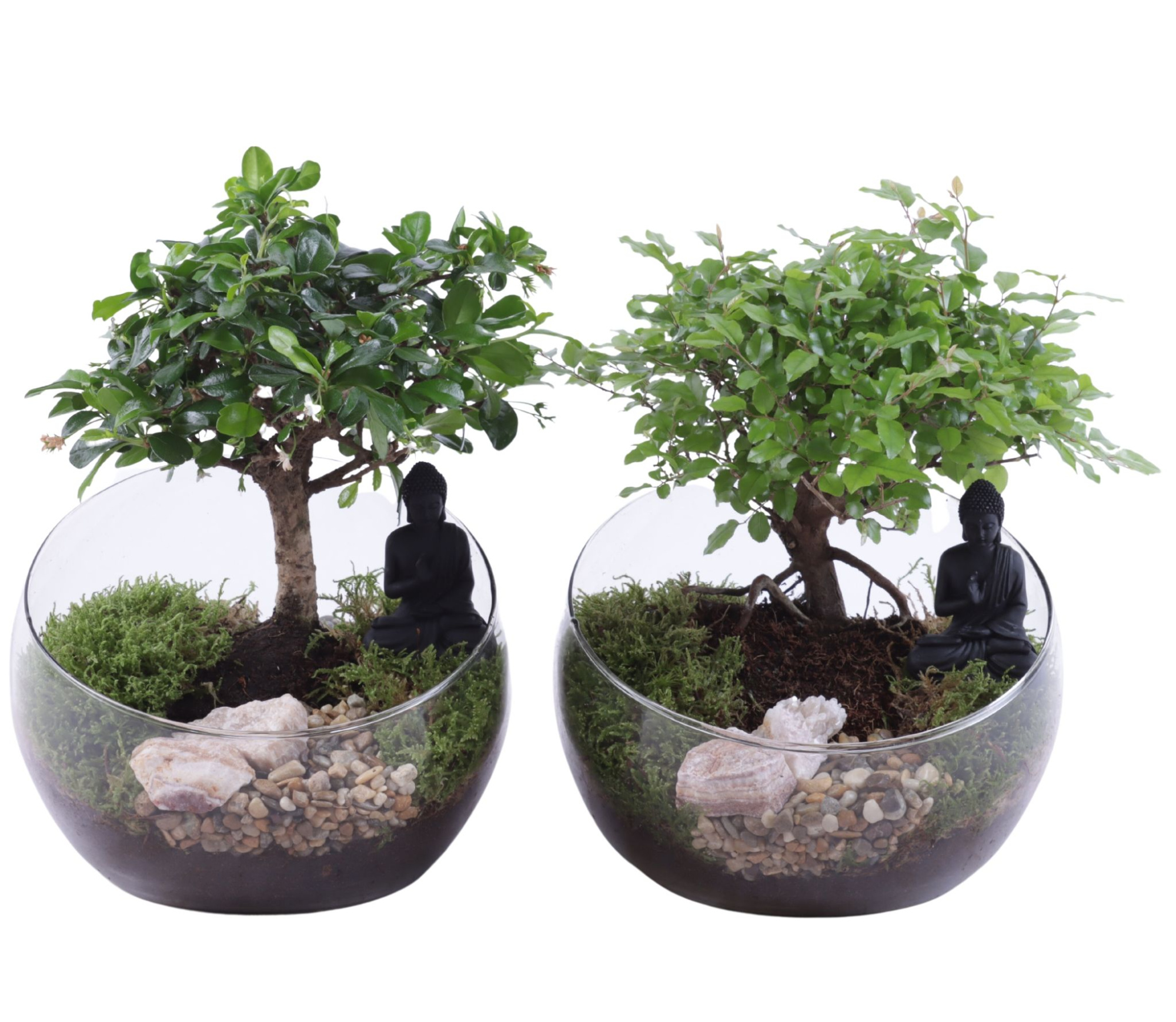 Bonsai Indoor Mix Ø15cm Ball Shape in Glass Bowl Vase Ø20cm, D 20