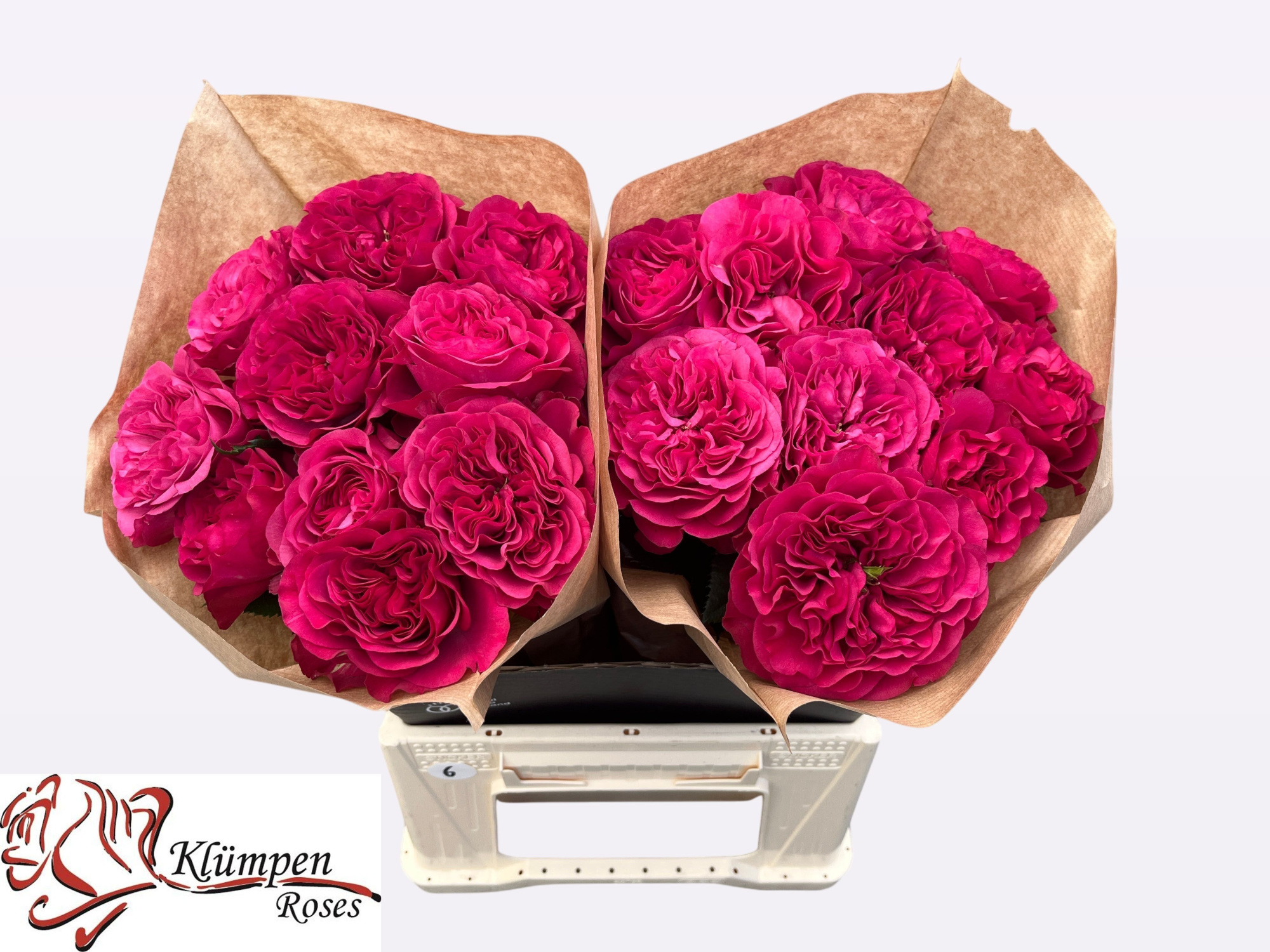 Роза од. Черри Вельвет 40, шт.
