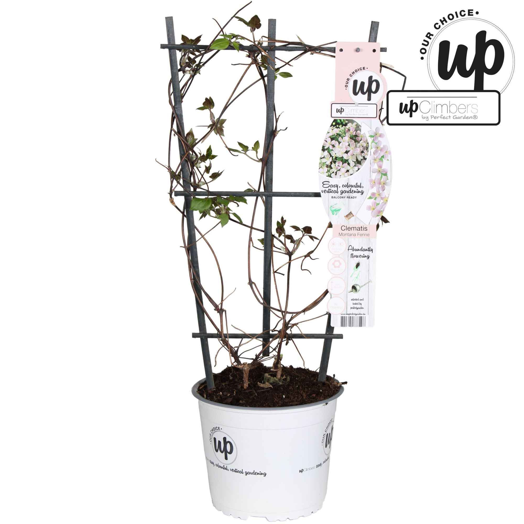 Clematis Montana 'Fenne'® P19, D 19