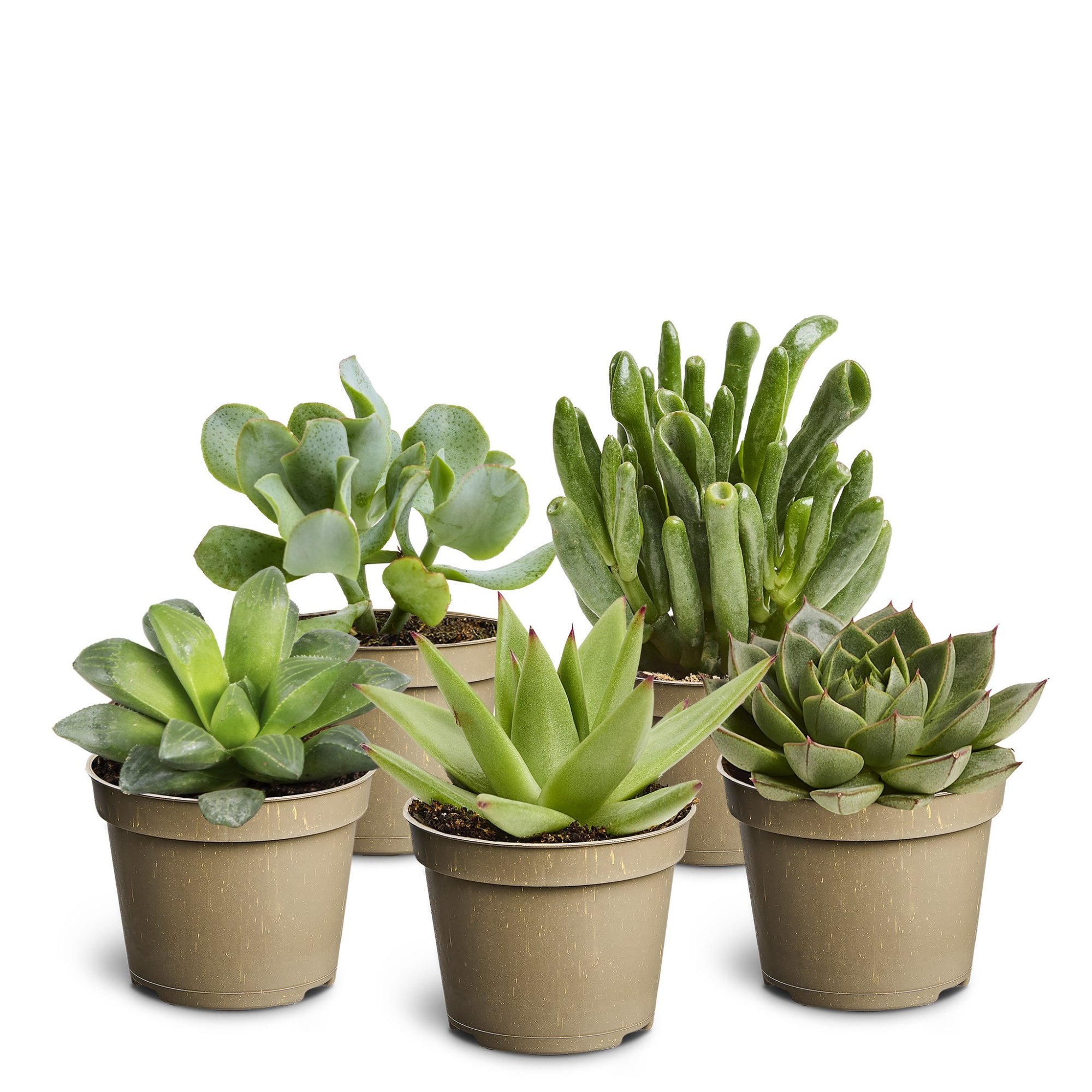 Succulent Mix, D 6 cm