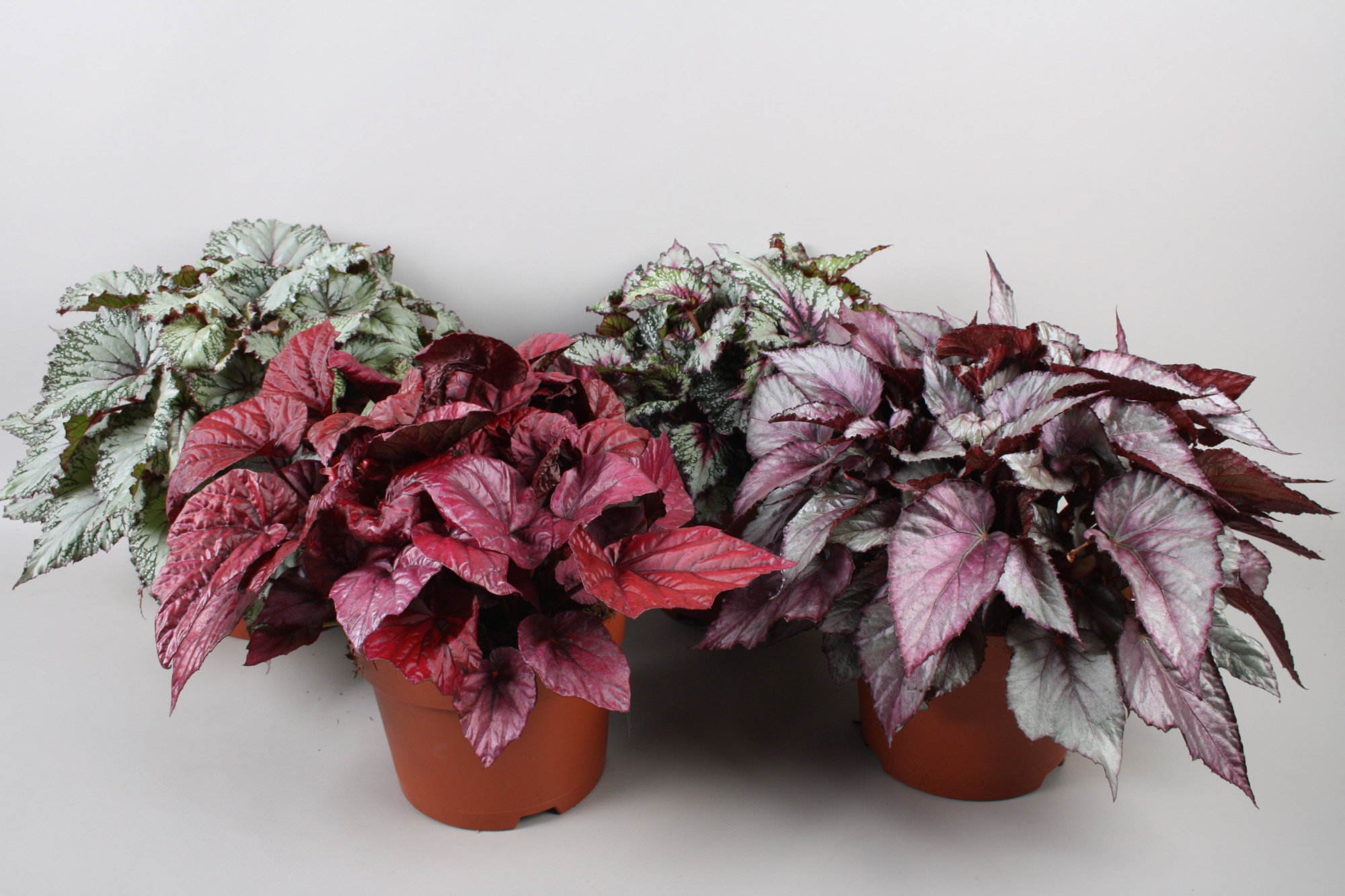 Begonia Beleaf mix, D 17