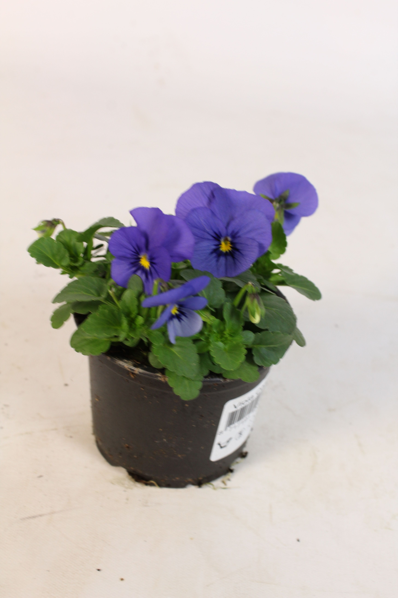 Viola Cornuta Hemels Blauw, D 9 cm