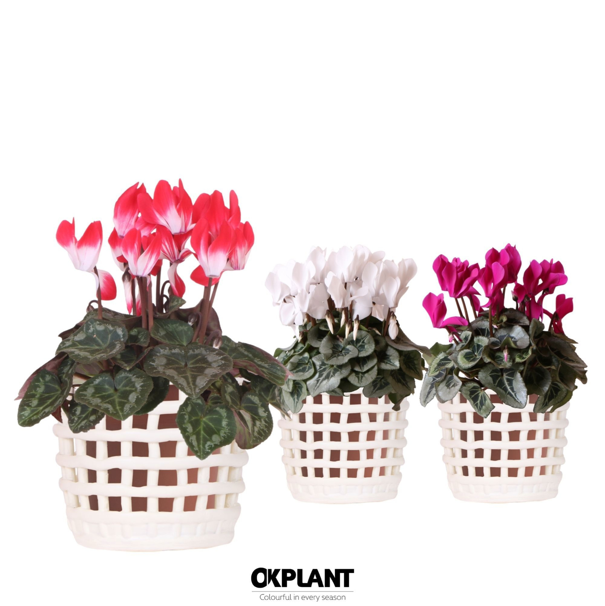 Cyclamen mix in Mesh pot white, D 12 cm