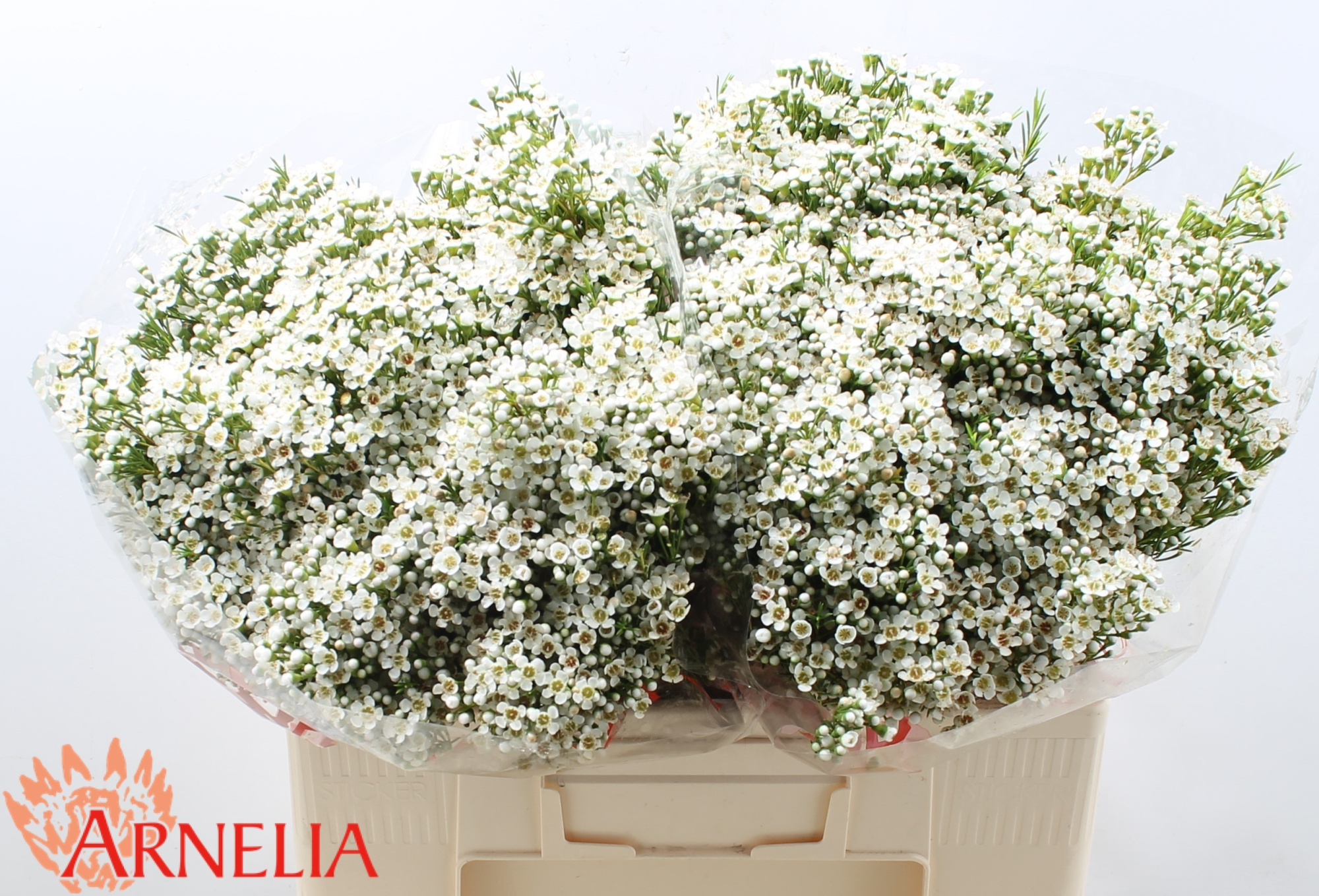 Шамелациум Перл Баттонс 50, шт.