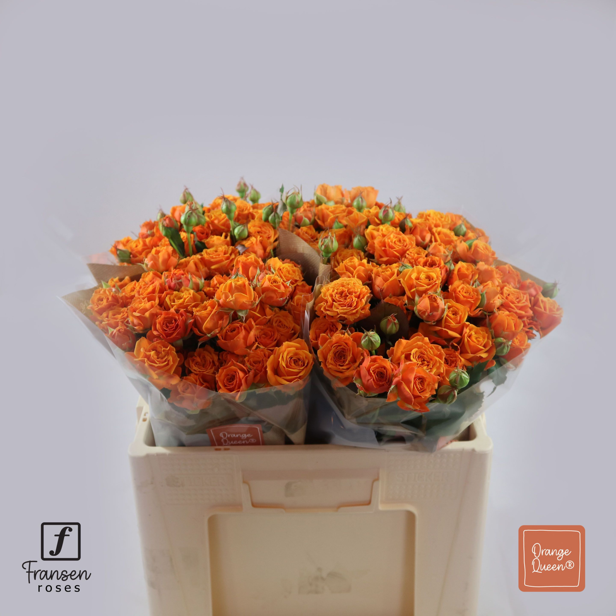 Роза куст. Оранж Квин 50, шт.