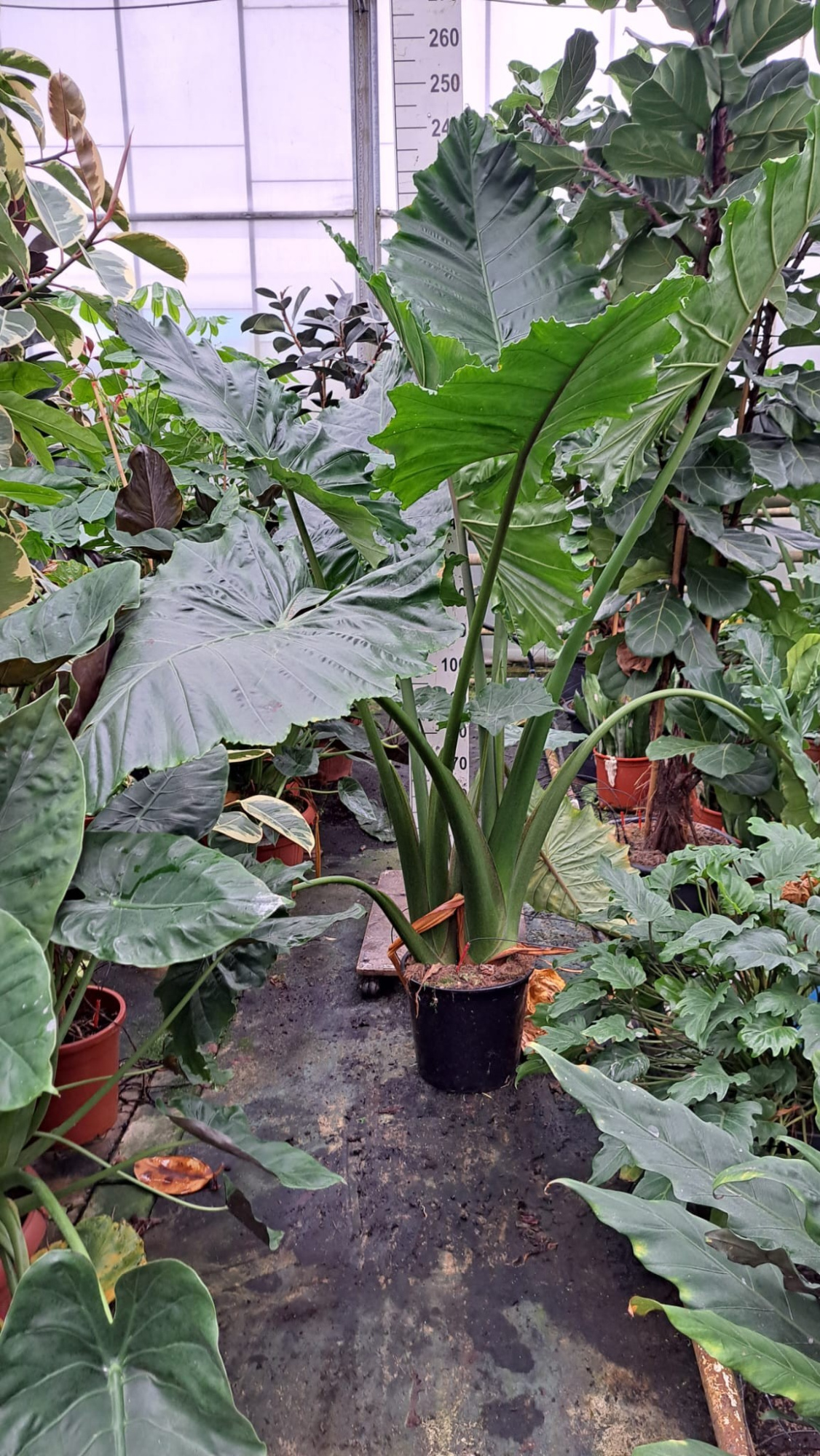 Alocasia Portodora toef XL 240, D 35 cm