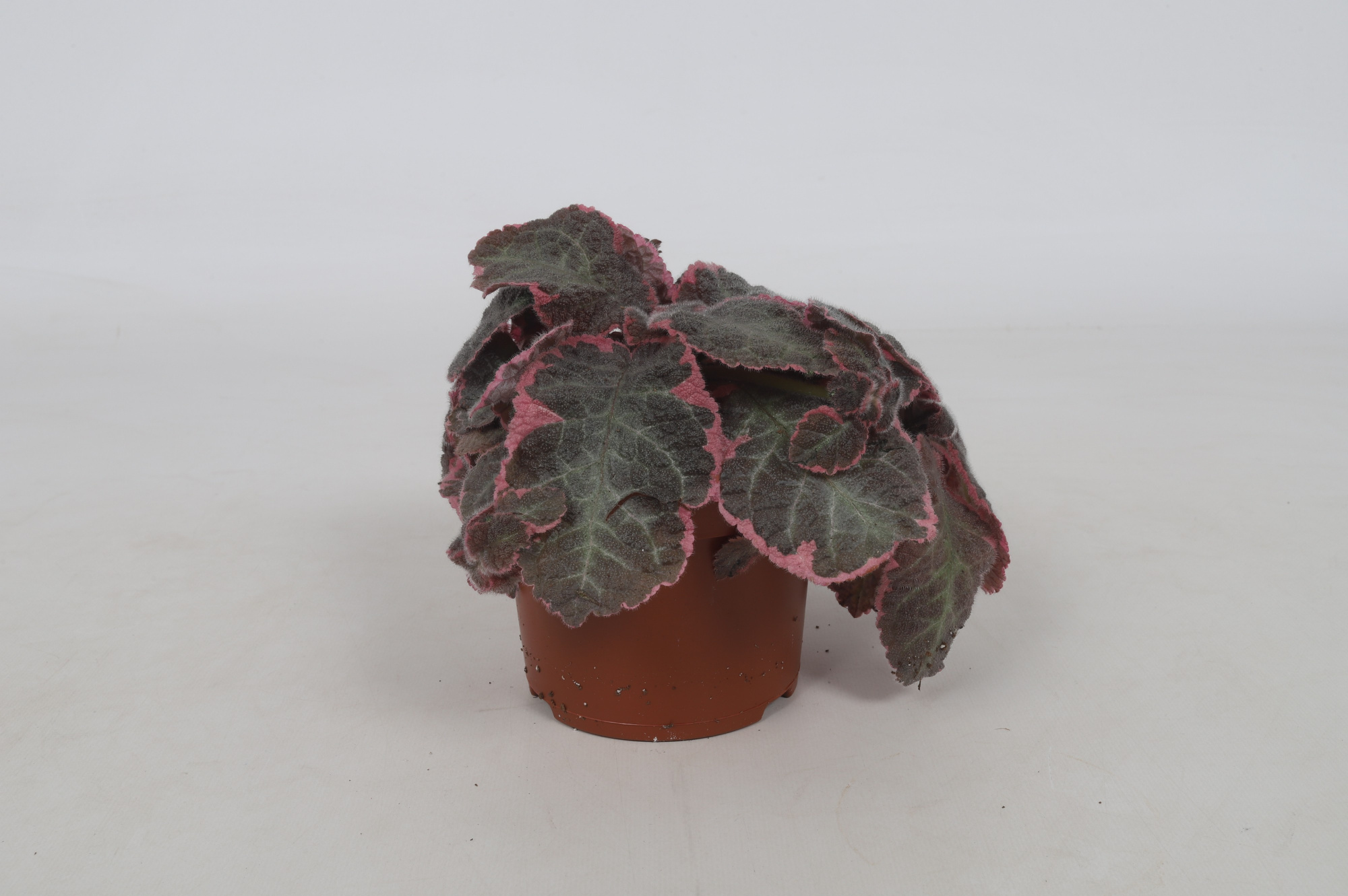 Episcia Pink Smoke 12cm, D 12 cm