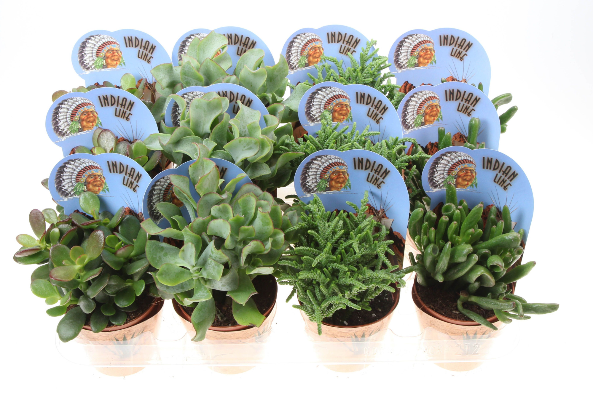 Potcover indian line crassula mix, D 8,5 cm