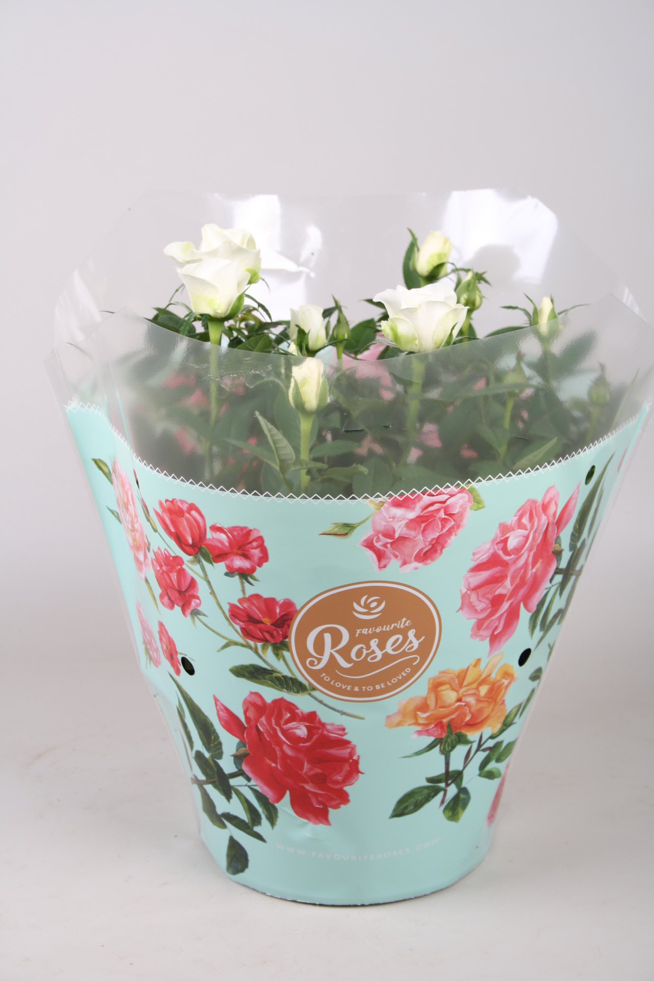 Rosa Favourite Roses white schaal +seizoenshoes, D 20 cm