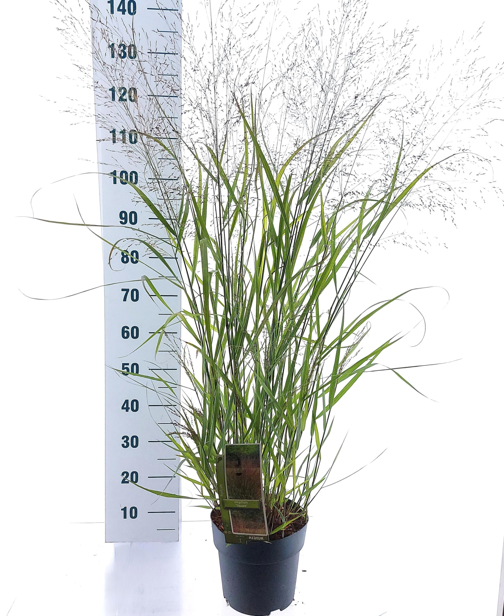 Panicum virgatum 'Squaw', D 23 cm