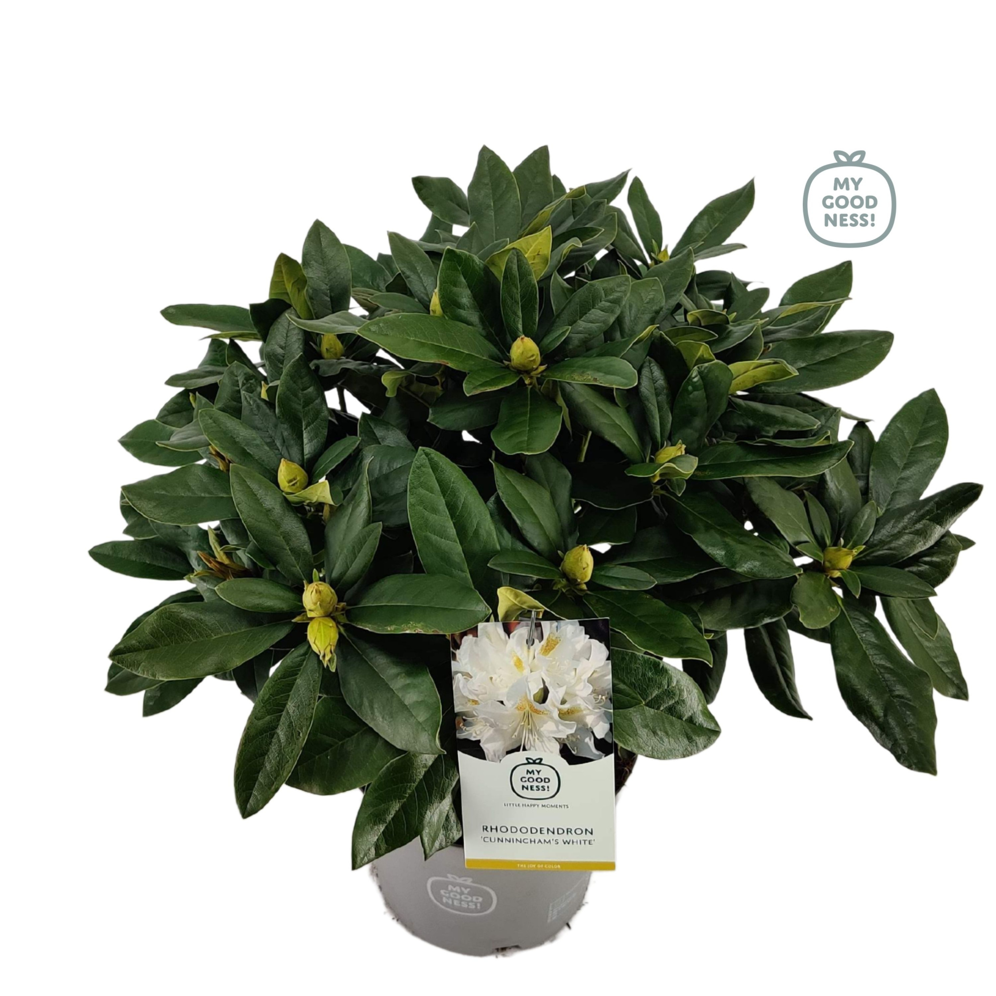 Rhododendron 40-50 /5 liter 'Cunningham's White', D 23 cm