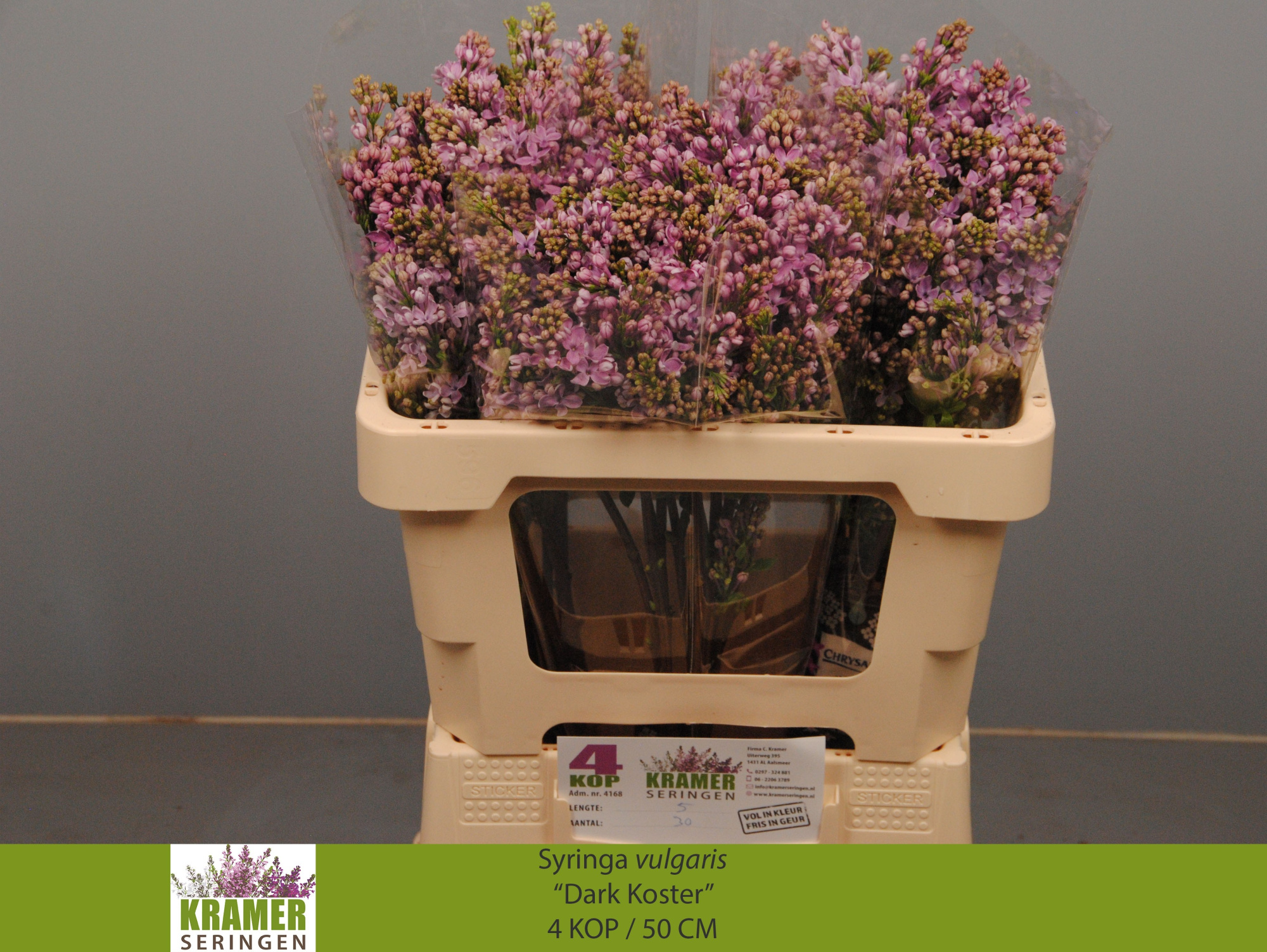 Сирень Дарк Костер 50 (фиолет.), шт.