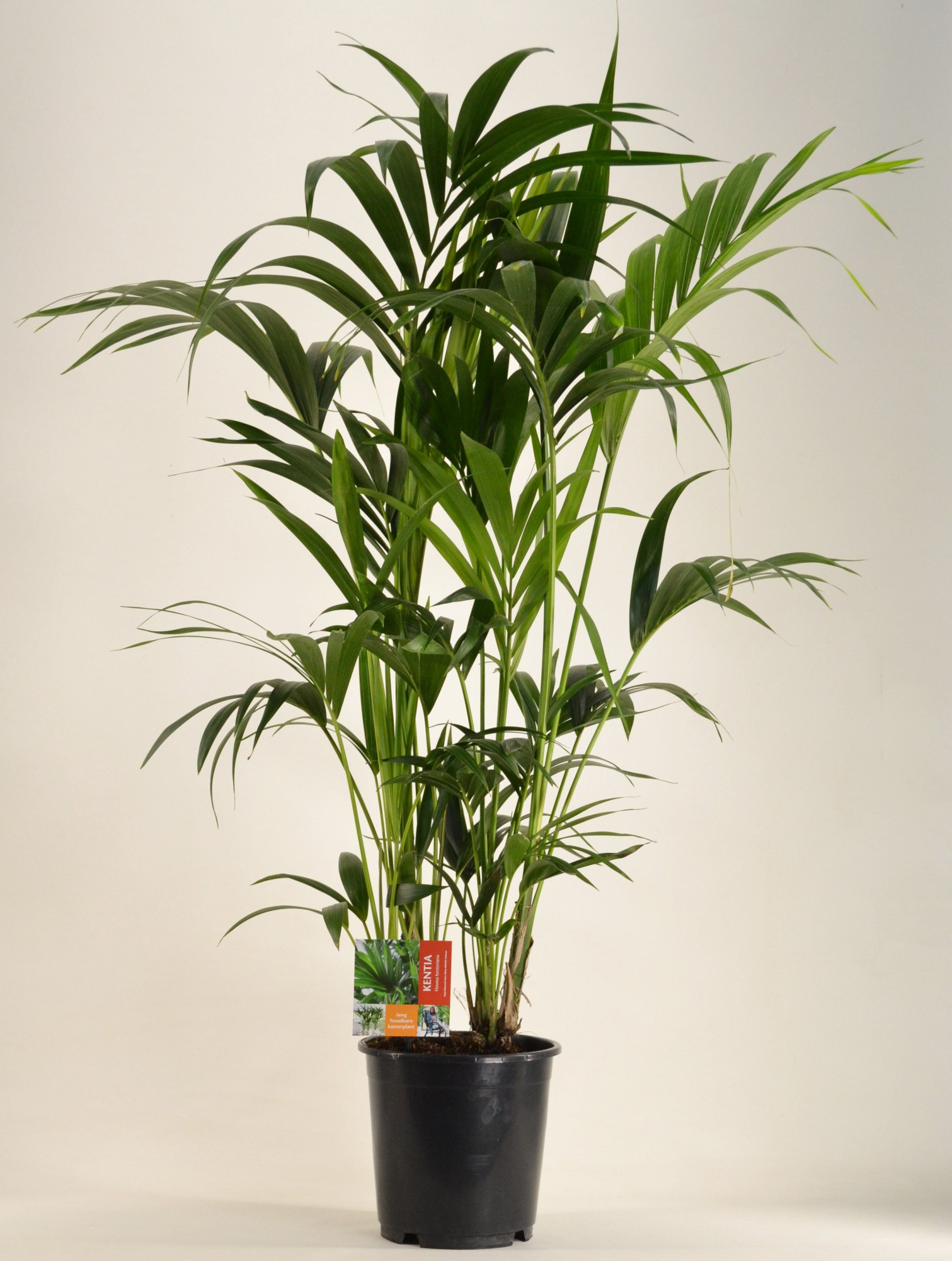 KENTIA - P24 H130 - 8PP (Howea forsteriana), D 24 cm