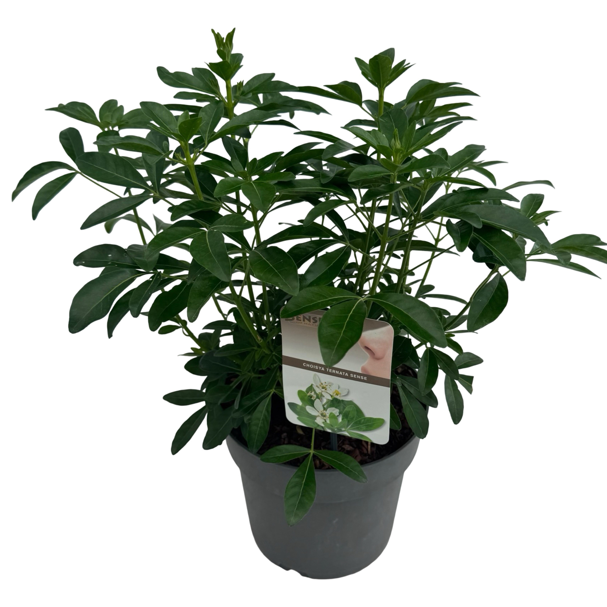 Choisya ternata sense, D 23