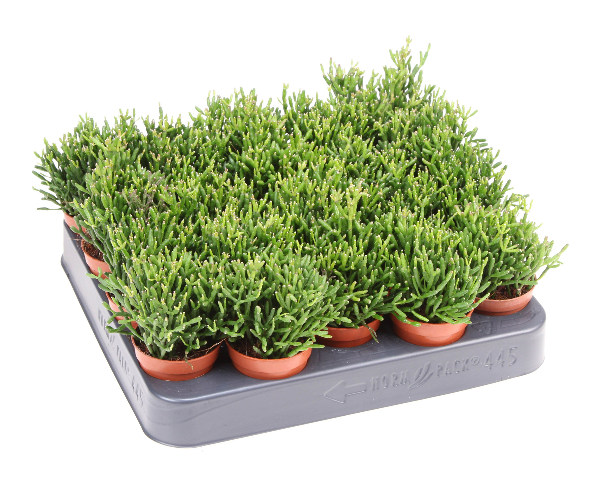 Rhipsalis baccifera hatiora, D 5,5