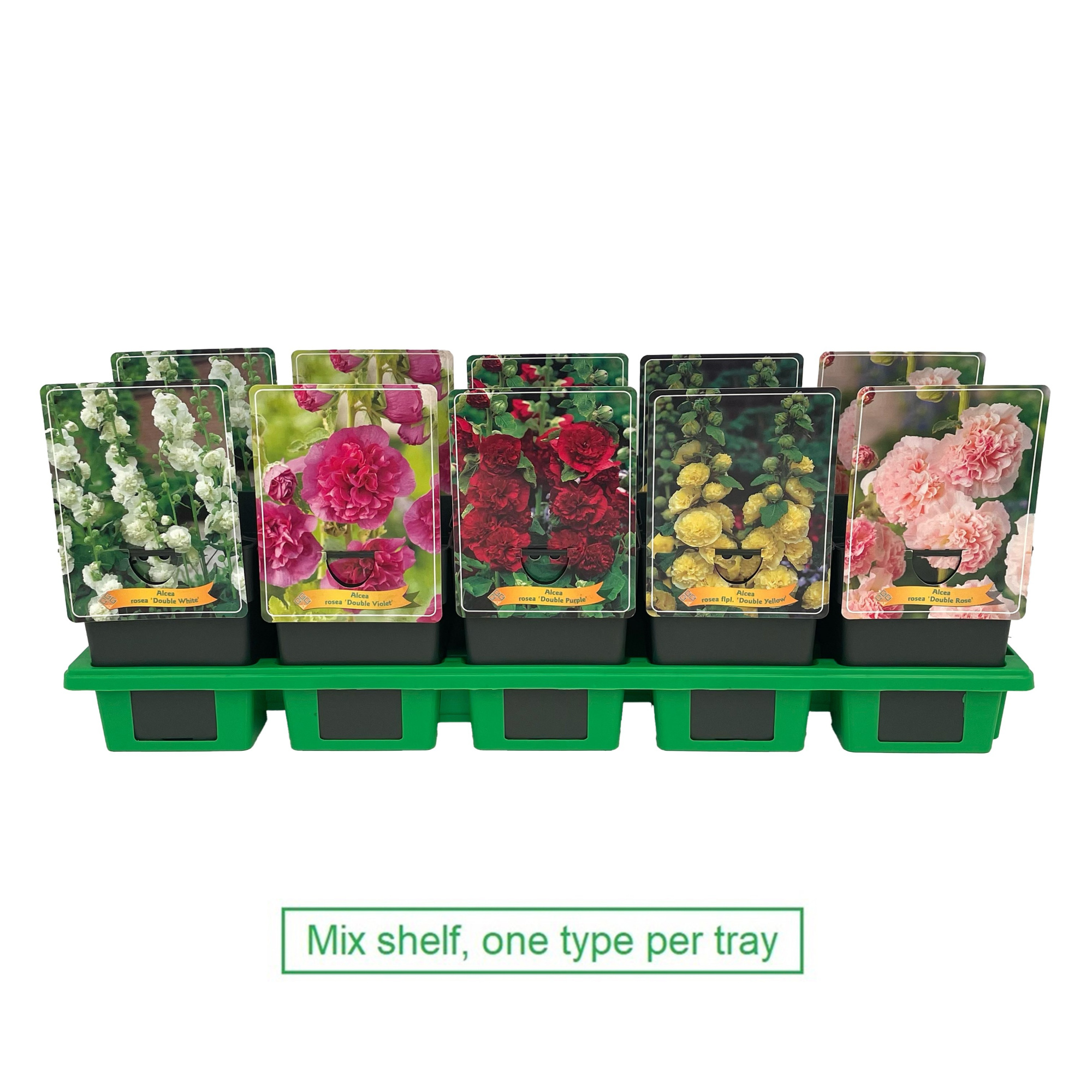 Alcea Mix 6x10 srt. per laag P11, D 11 cm