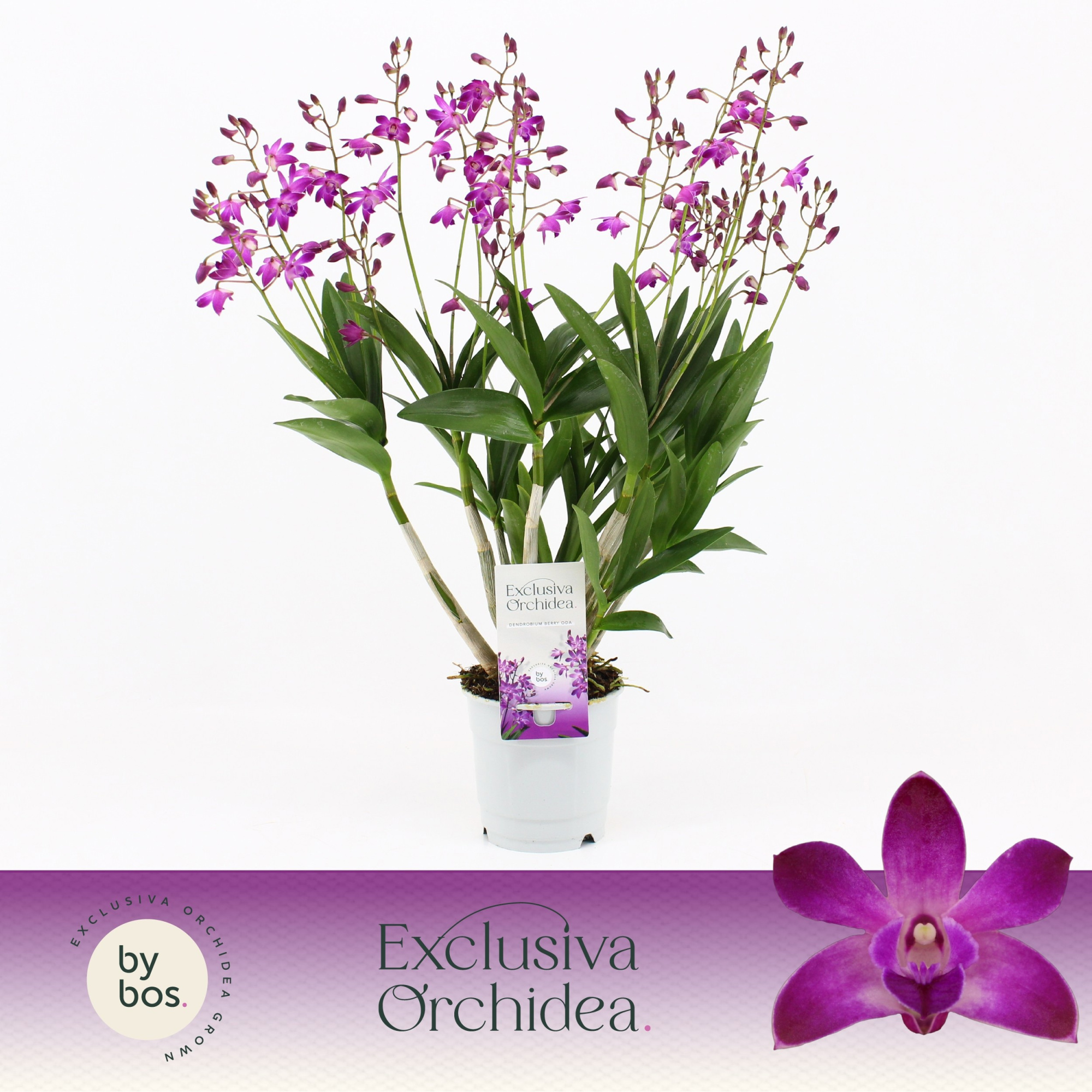 Dendrobium, Berry Oda 18+ spike 'Exclusiva Orchidea', D 12