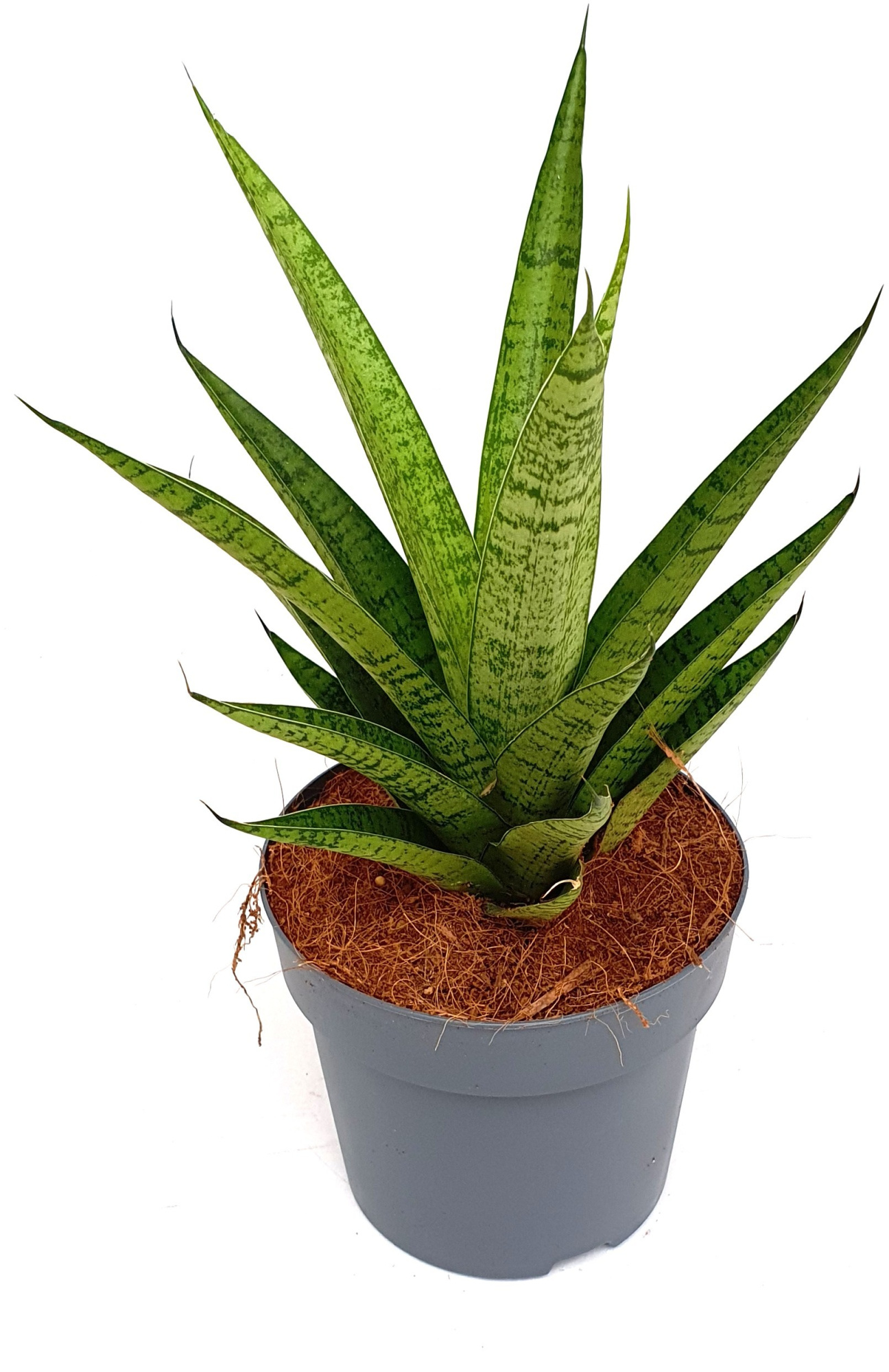 Sansevieria 'Tough Lady', D 14 cm