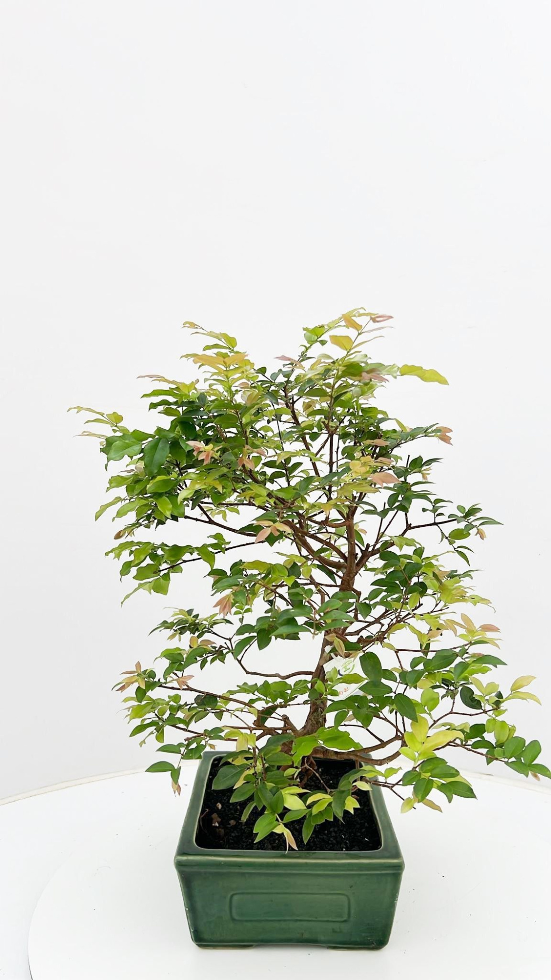 Syzygium buxifolium, pot 22 cm , height 50cm. with driptray. (single item), D 22