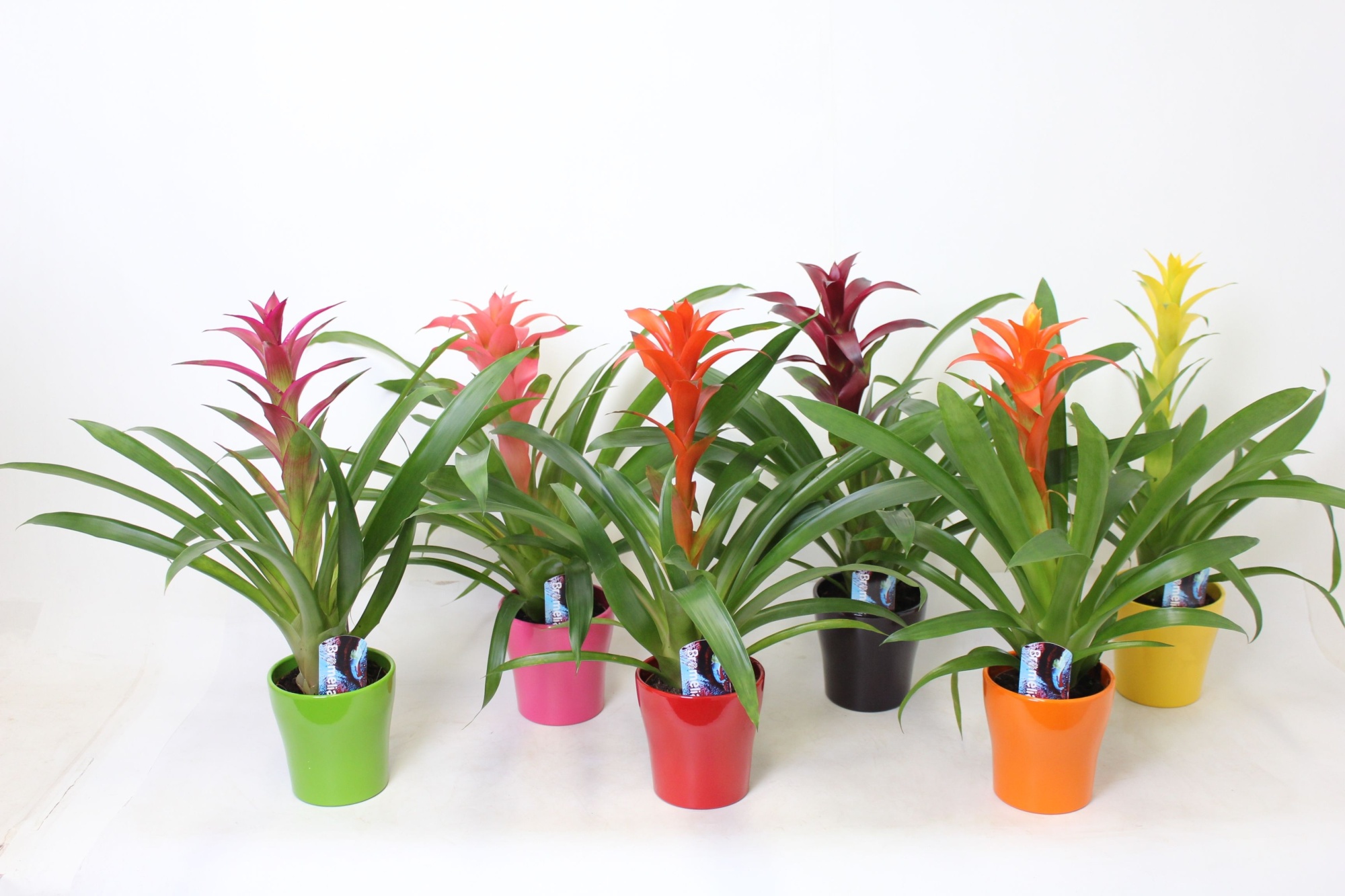 Guzmania Mix In Anna Keramiek, D 12 cm