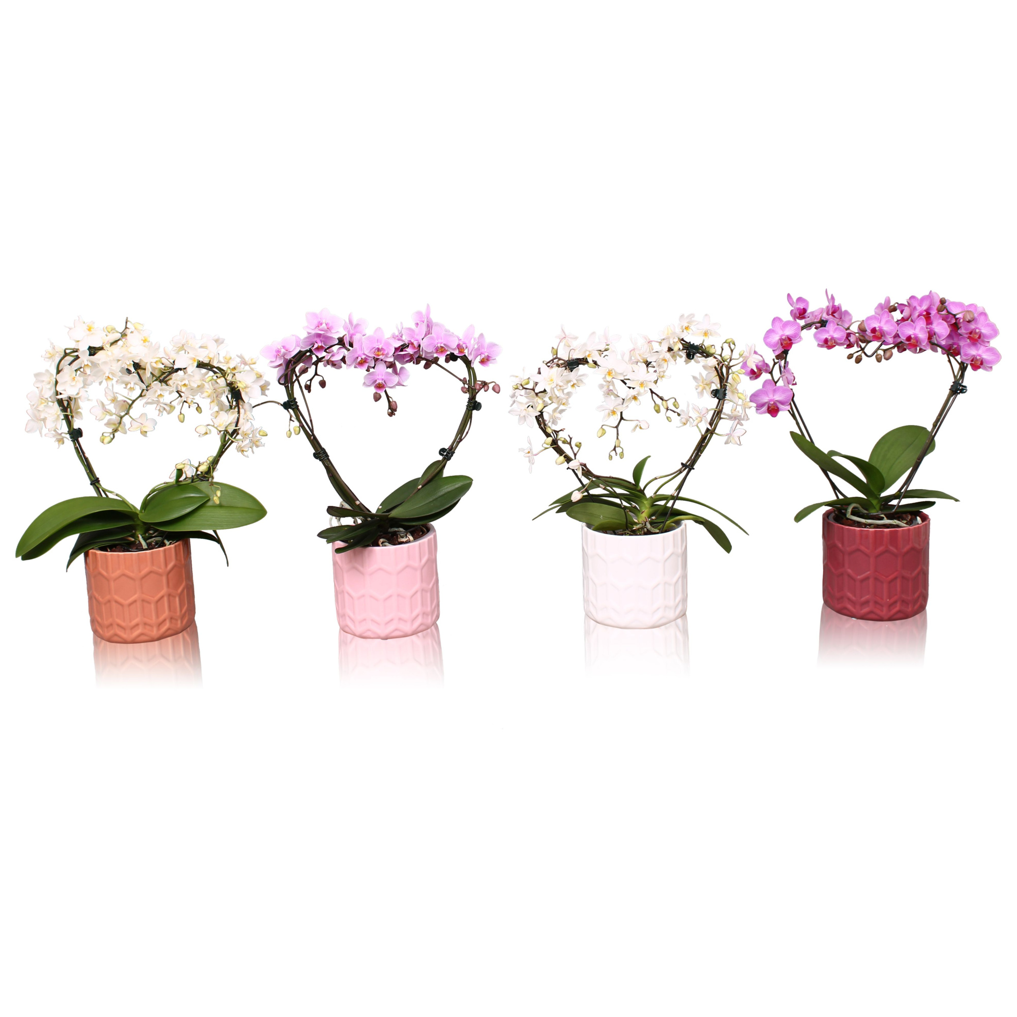 Phal. Multi vorm mix "Blossoming Heart" in keramiek BGC944 Hexa, D 12