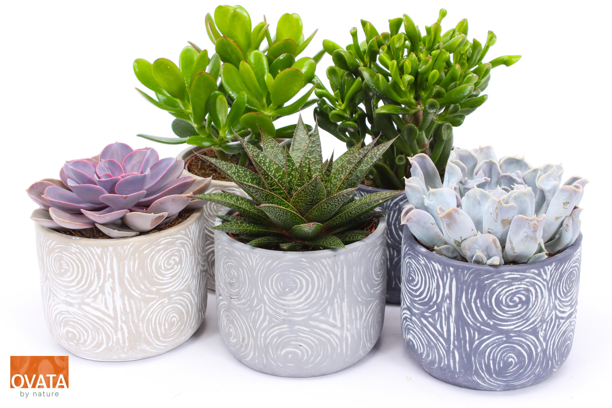 Succulent mix in Toledo 14 PD - NON CITES, D 14