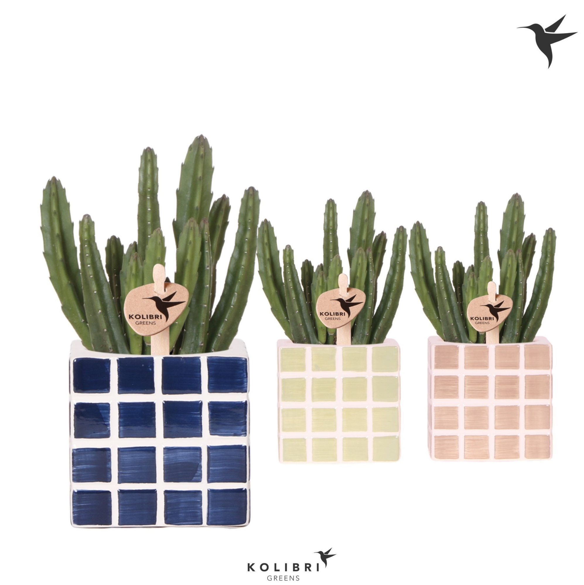 Kolibri Greens Stapelia Leendertziae in Mosa pot blue mix, D 9 cm