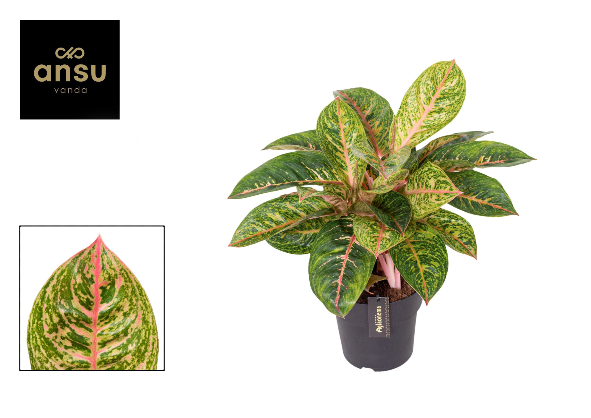 Aglaonema Red Reflections, D 19