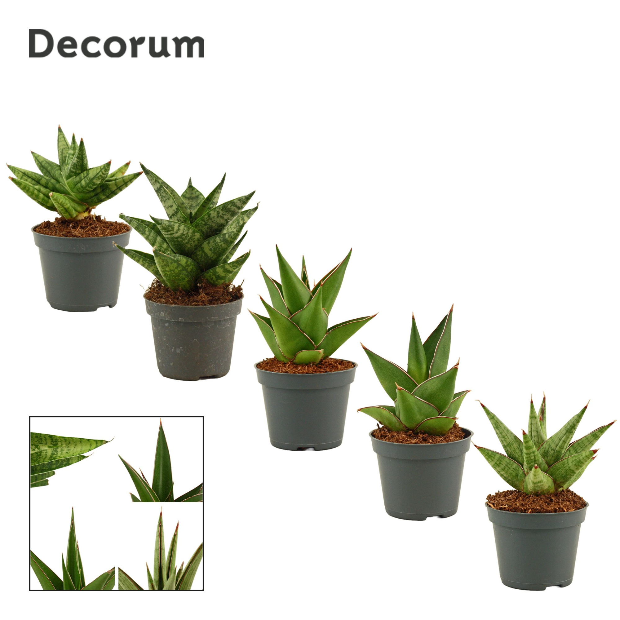 Sansevieria Crown mix 6 cm (Decorum), D 6 cm