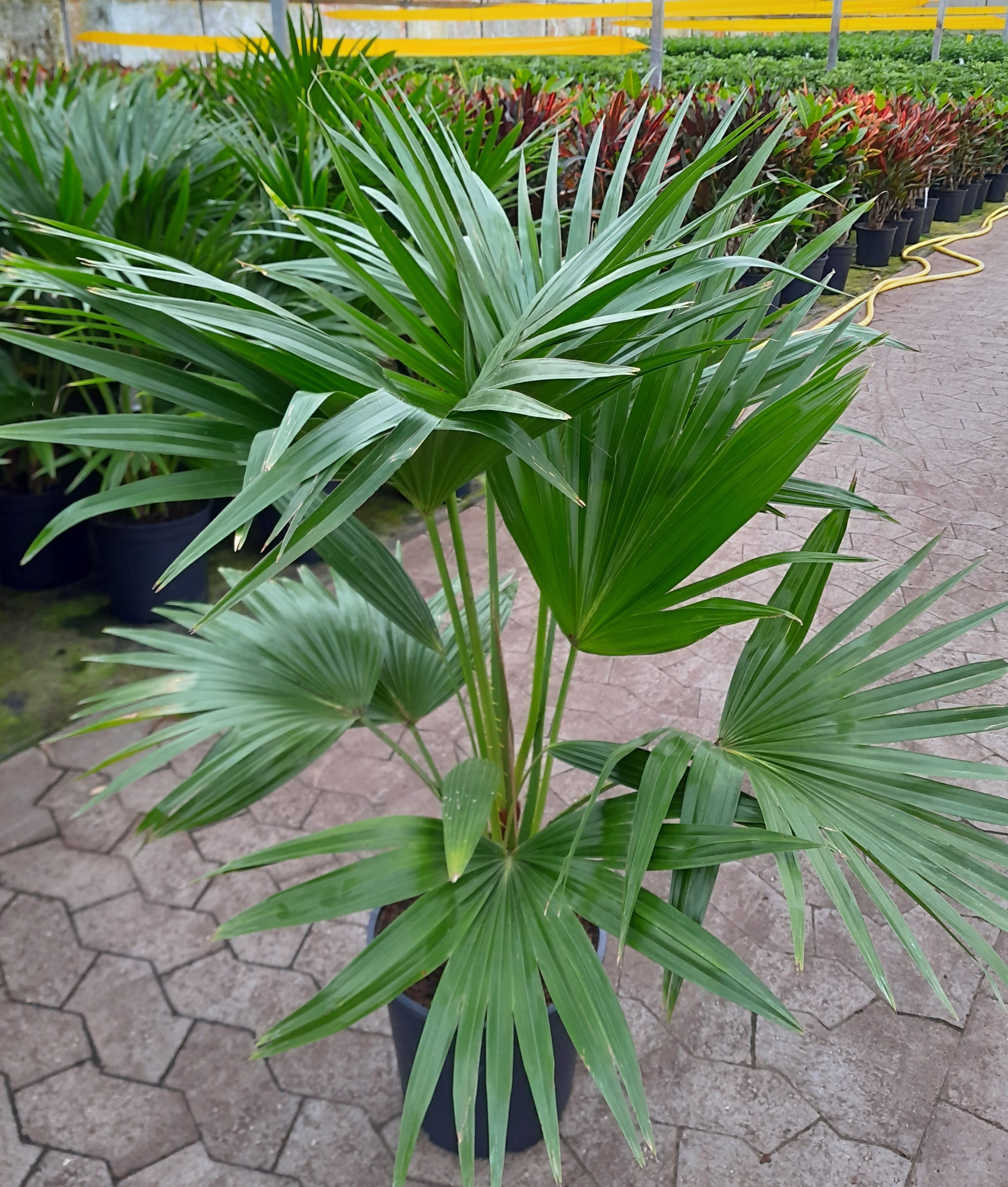 LIVISTONA ROTUNDIFOLIA, D 27 cm