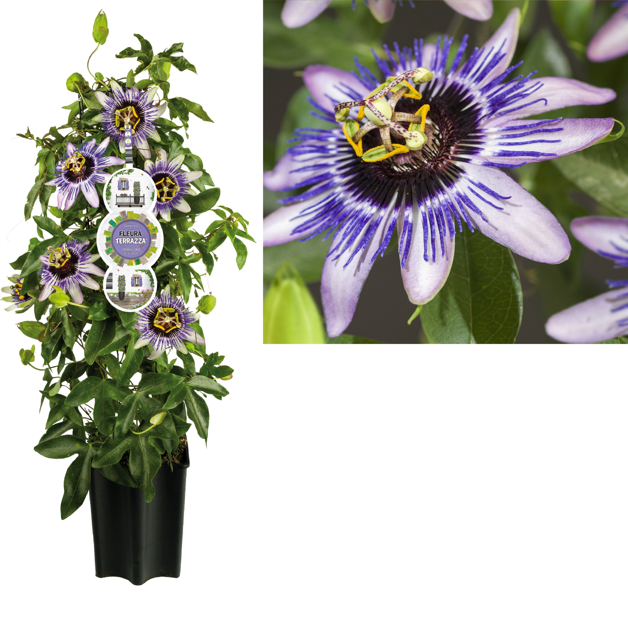 FleuraTerrazza W320 Passiflora 'Damsel's Delight' +label, D 19