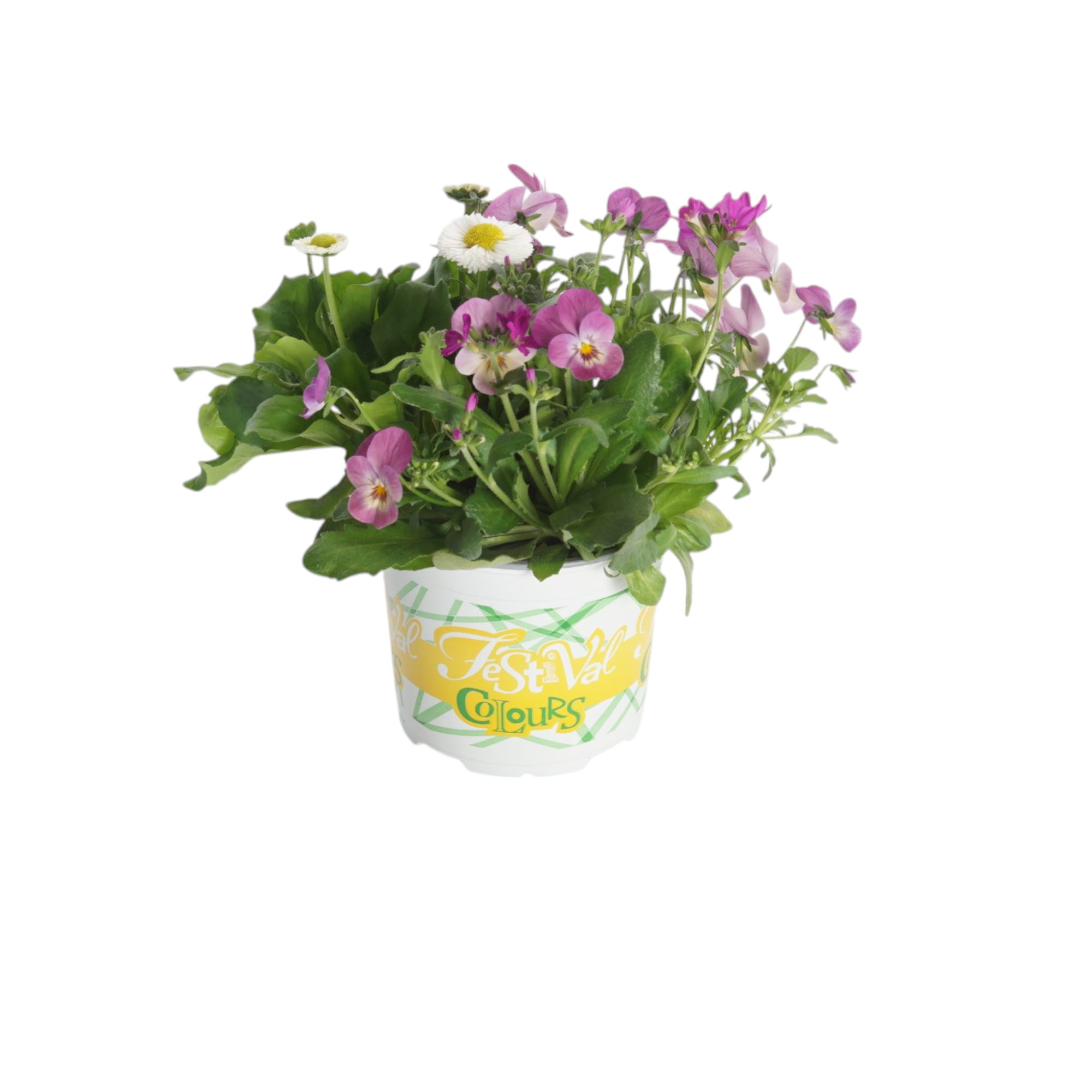 P12 Festival Colours Viola Parade roze + arabis, D 12