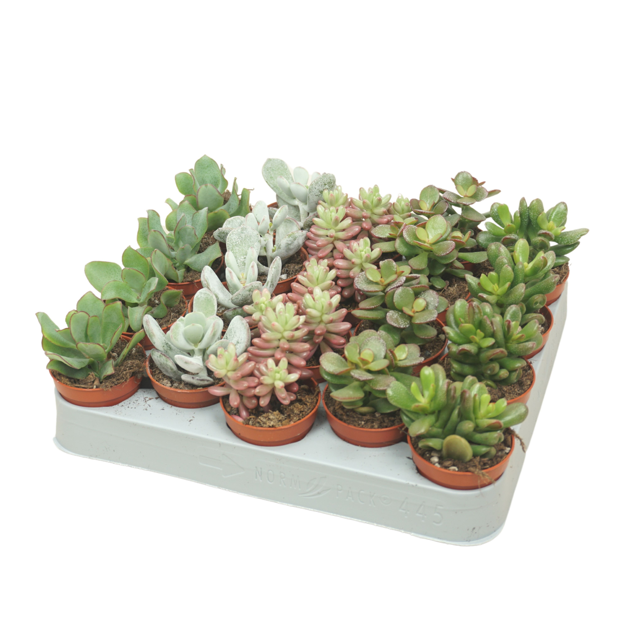 PD mix Succulent 5,5 cm, D 5,5 cm