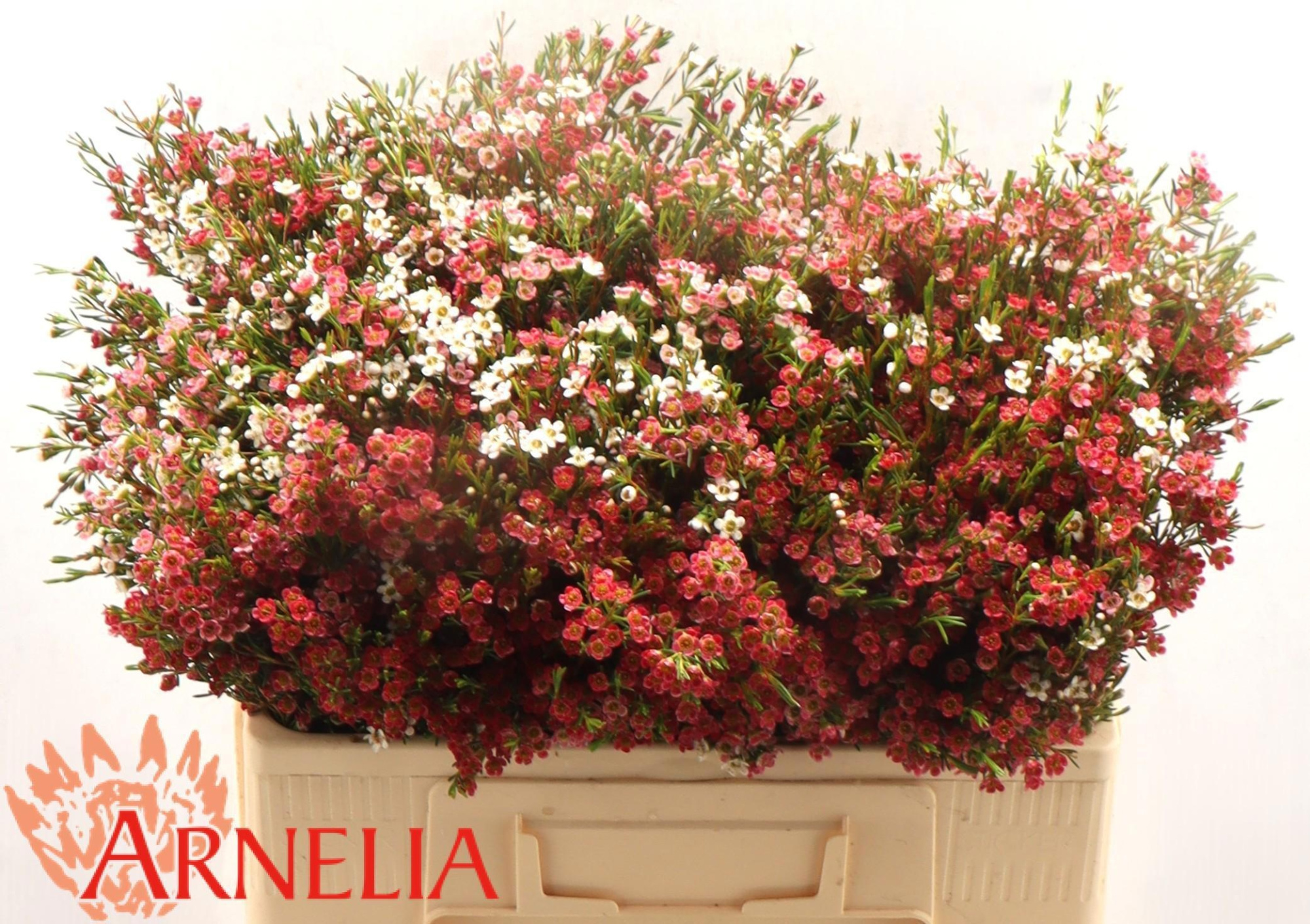 Шамелациум Май Свит Сикстин 50, шт.