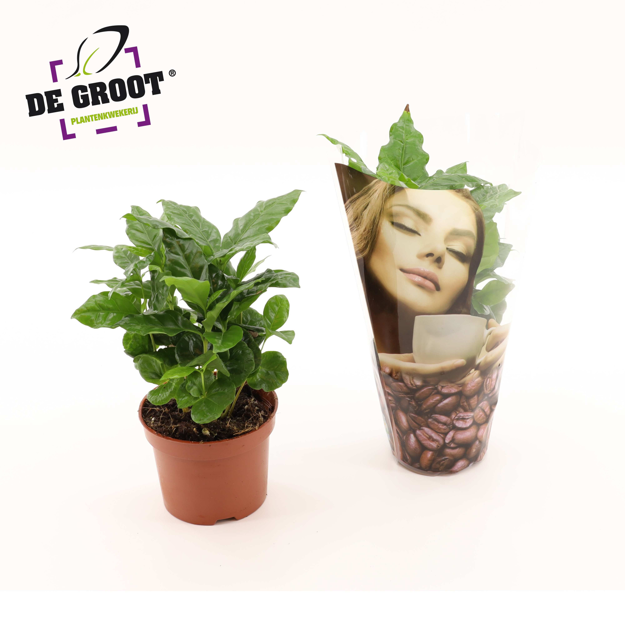 Coffea Arabica in bedrukte hoes, D 12