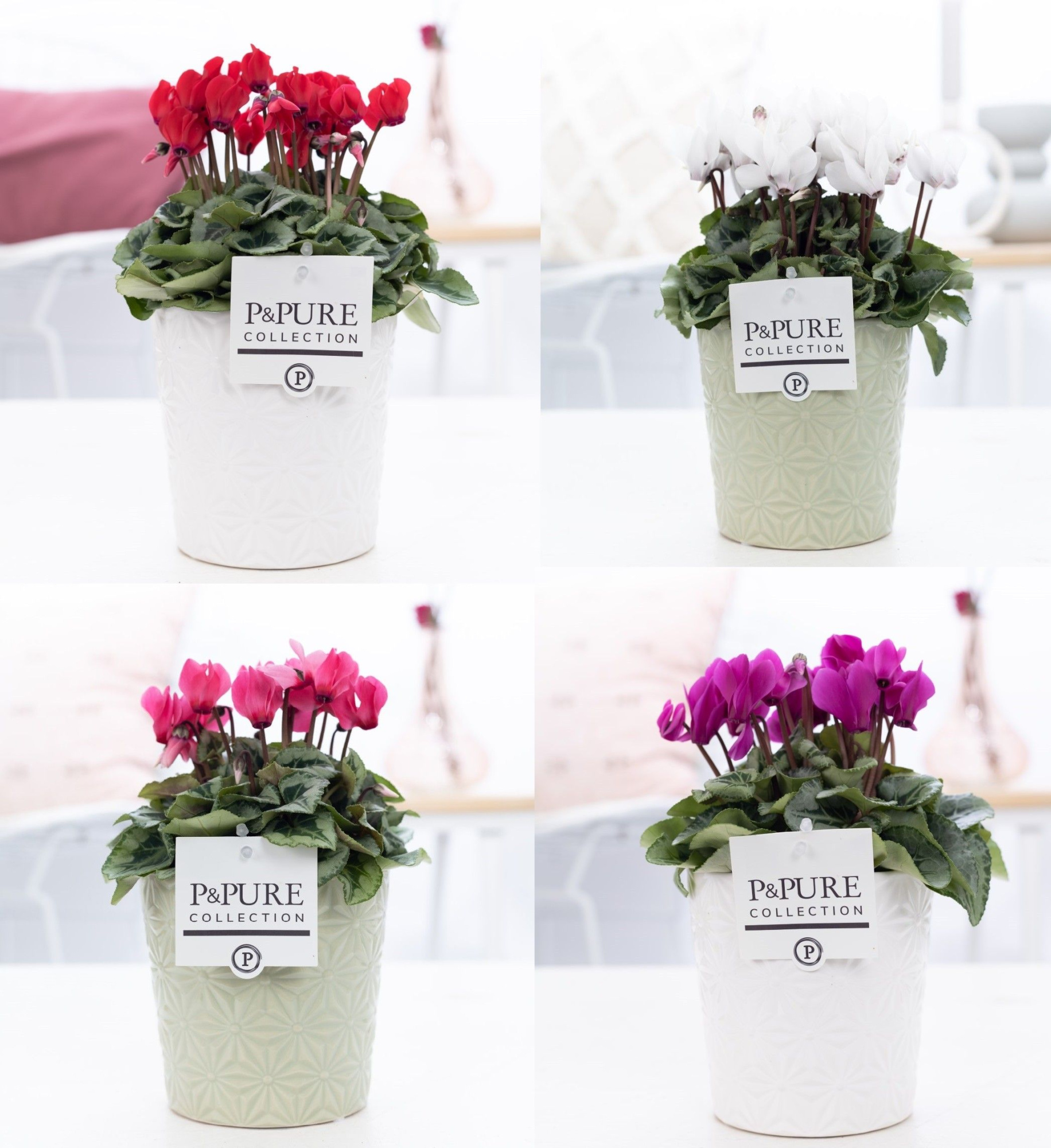 Cyclamen SS Picasso Mix in Juliette Ceramics. PC, D 13 cm