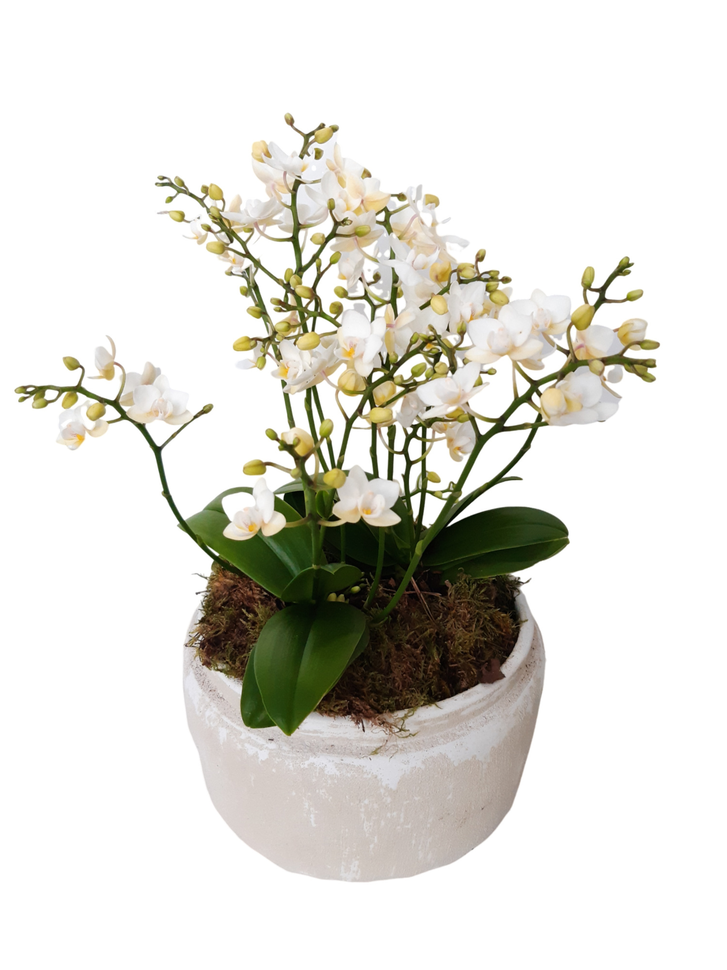 RWB24PWO Rude Bowl White 2x Phalaenopsis Wild Orchids, D 24 cm