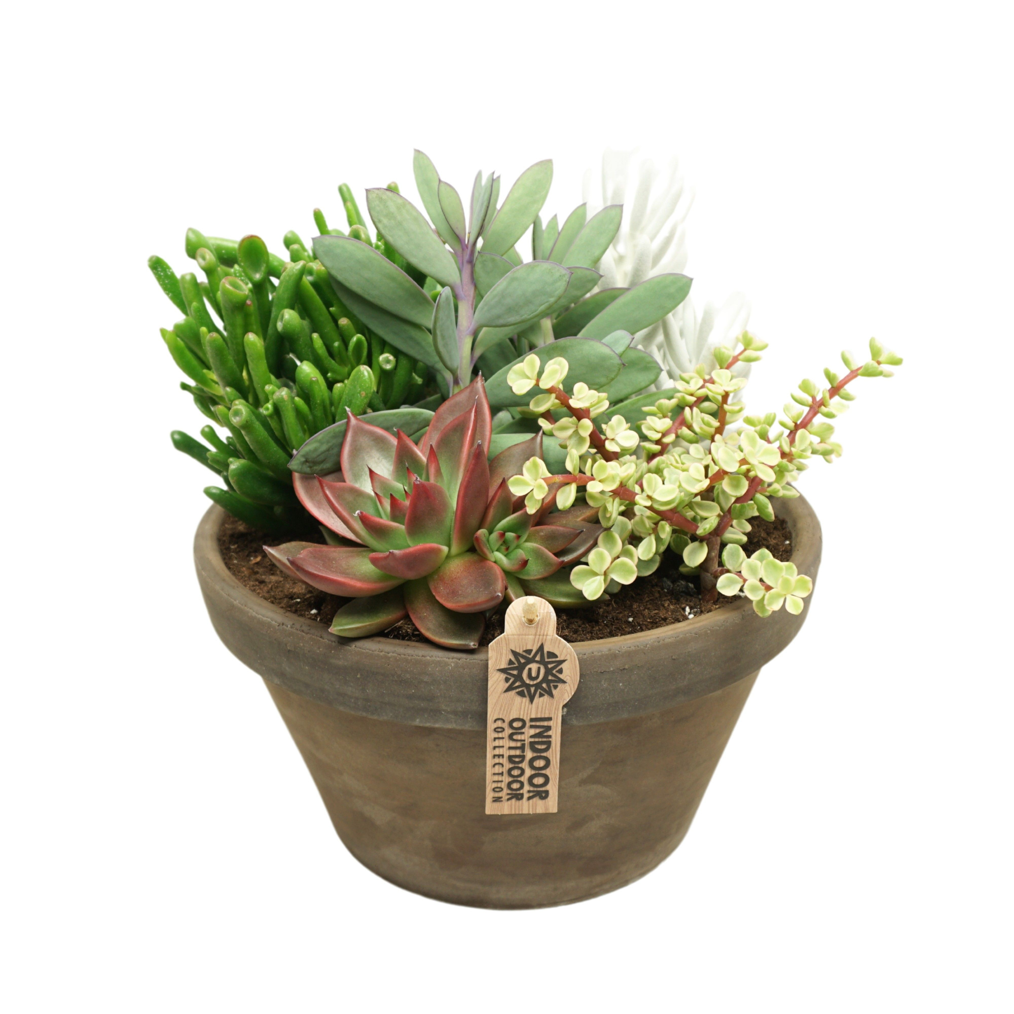 Succulent arrangement in 27 cm 'Grijze Schaal', D 27