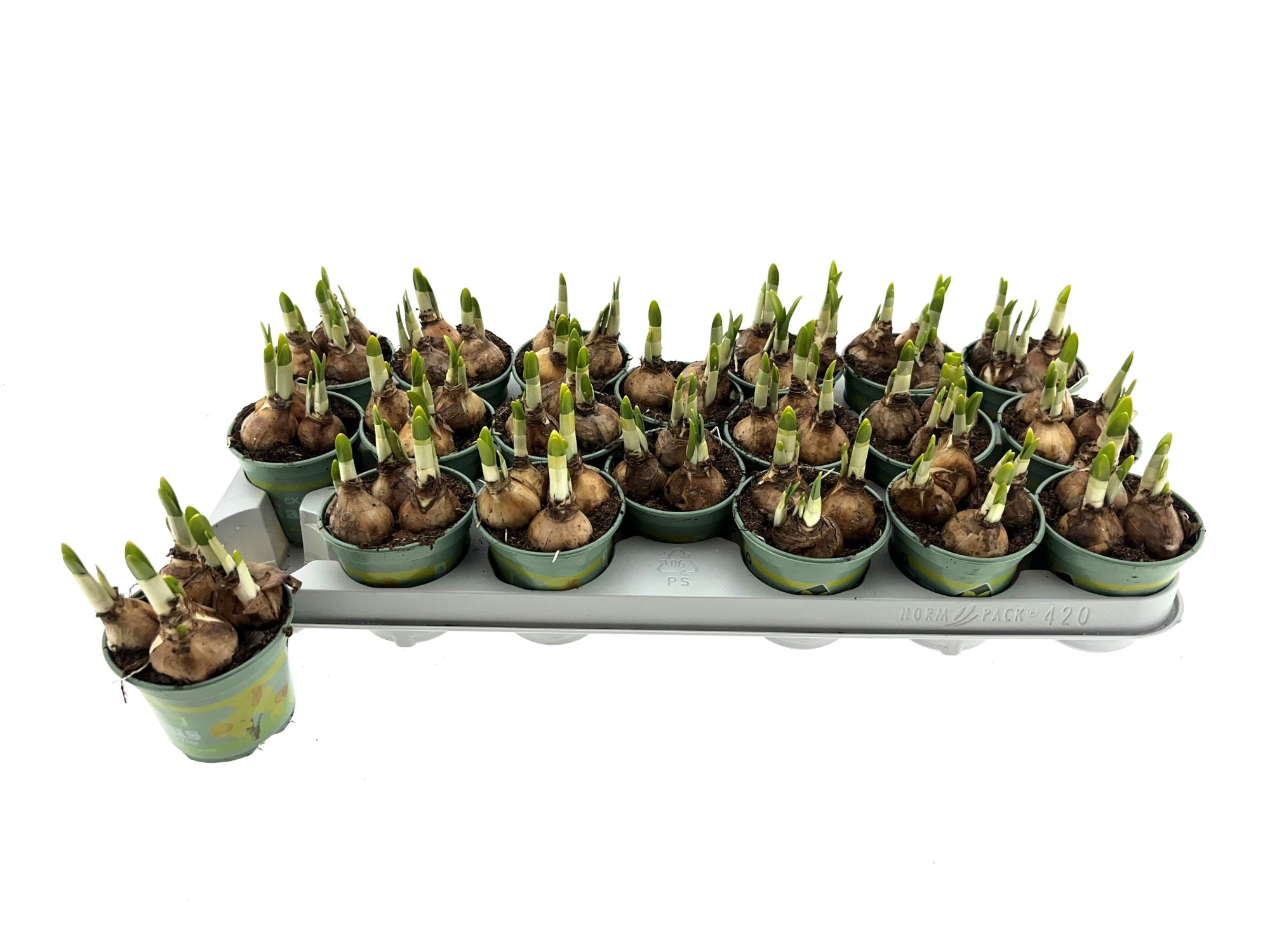 Narcis Tete a Tete 9 cm, D 9