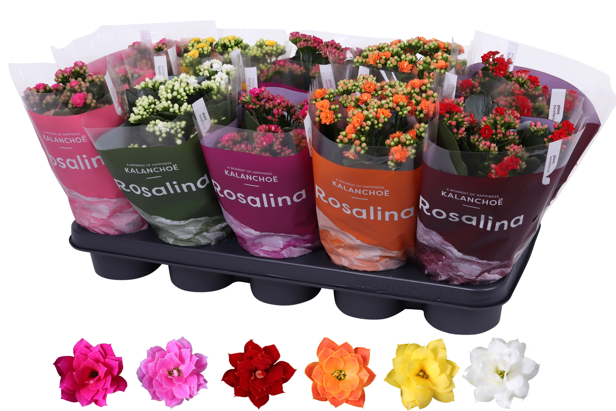 Kalanchoe Rosalina 12cm mix, TST hoes, D 12 cm