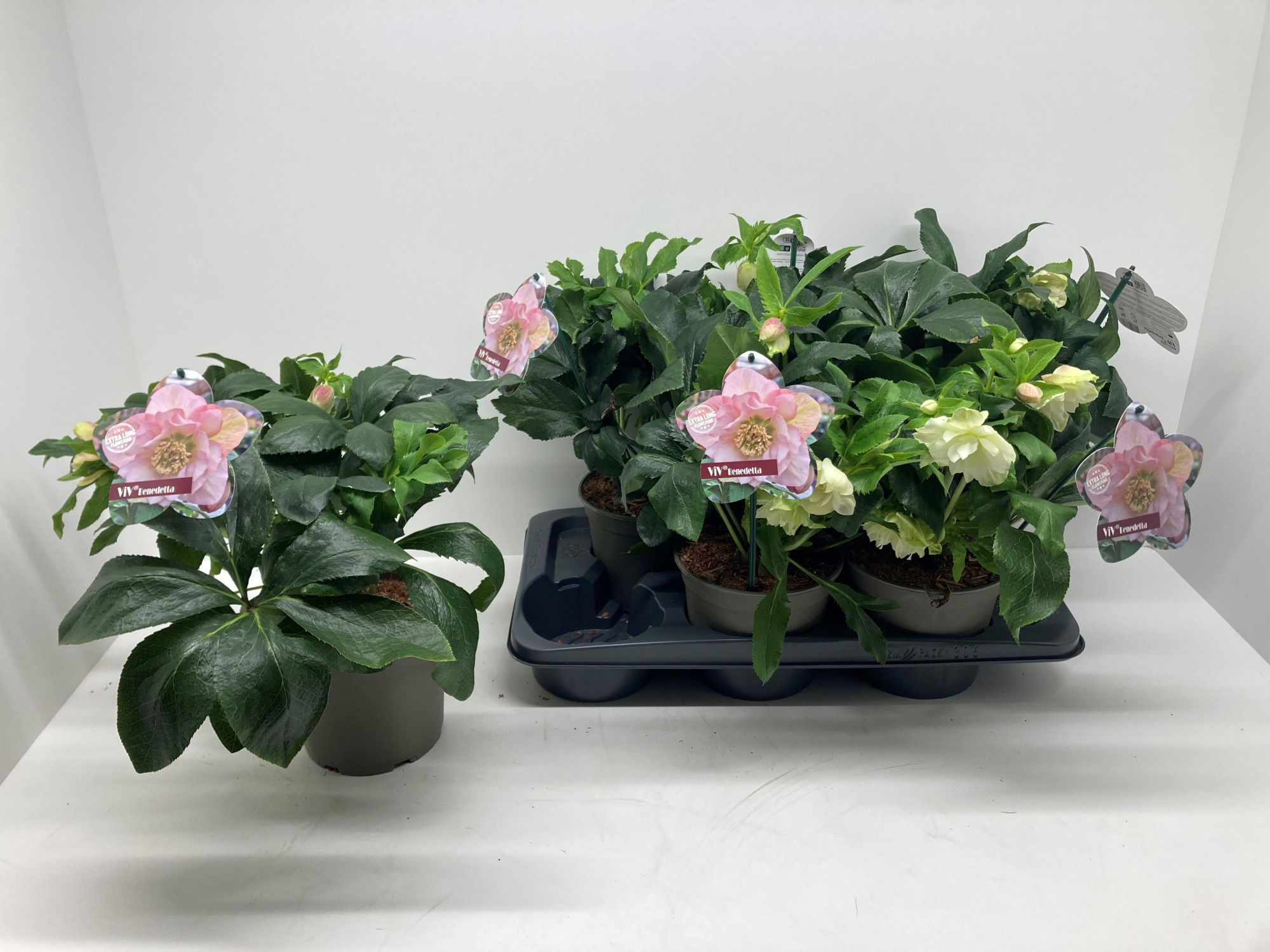 Helleborus orientalis 'ViV Benedetta', D 17 cm