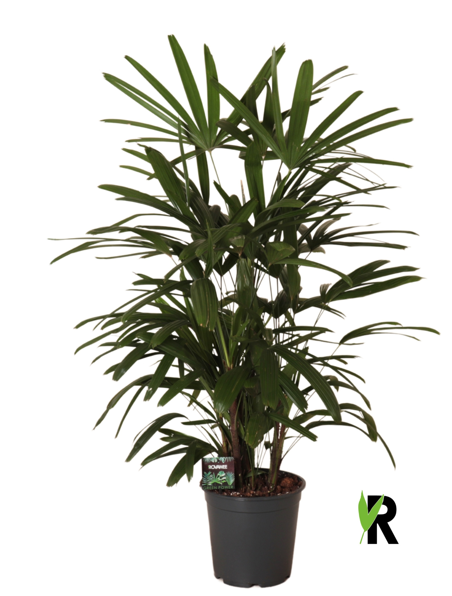 Rhapis excelsa, D 24