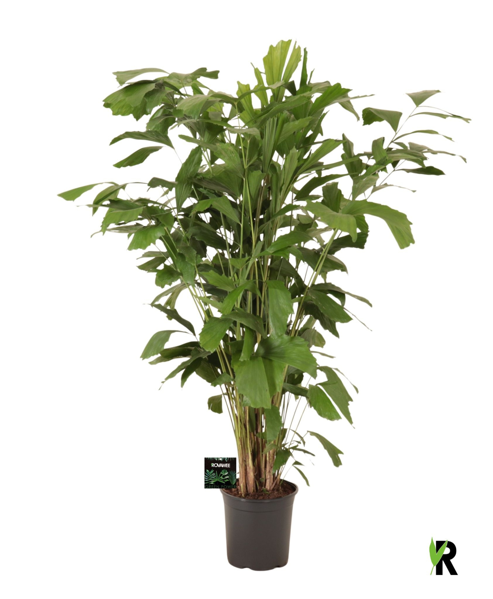 Caryota mitis, D 24 cm