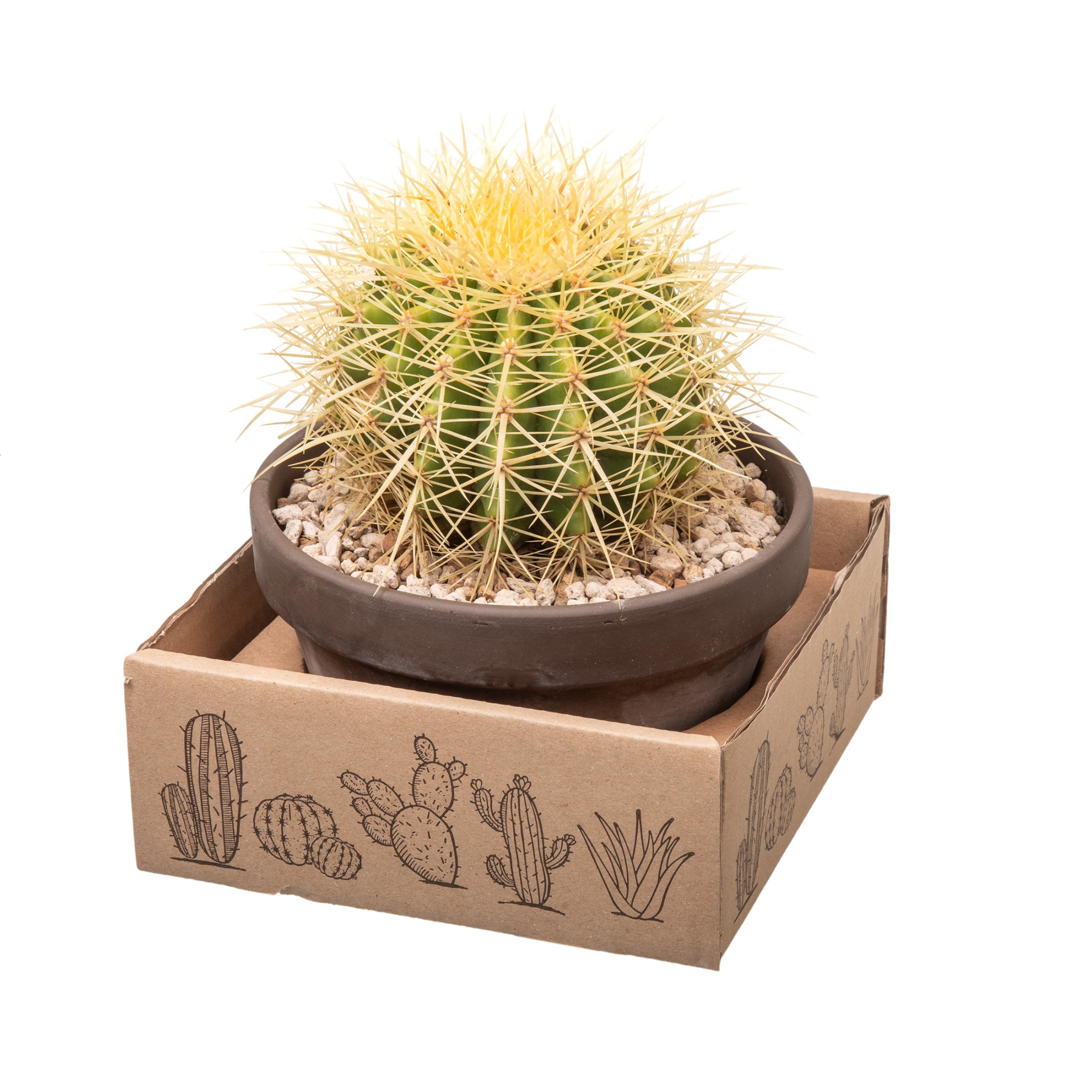 ECHINOCACTUS GRUSONII - TERRACOTTA BOWL Ø 15 IN CARDBOARD BOX 15X15 CM (CACTUS), D 15 cm