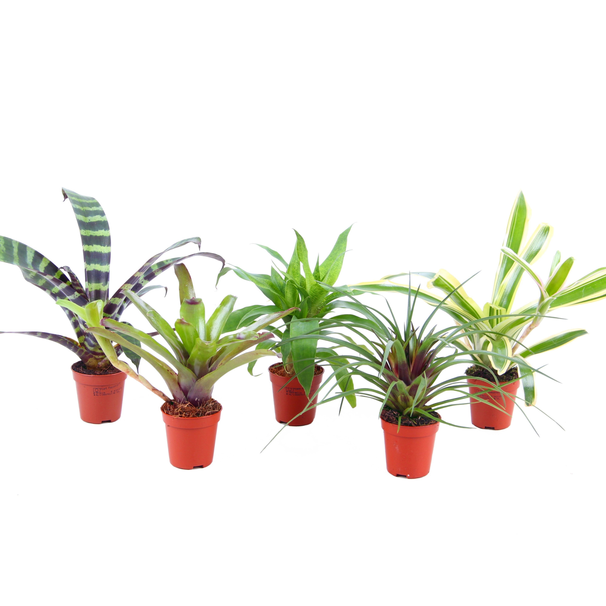 Forrest mix - blad mix Bromelia, D 5,5 cm