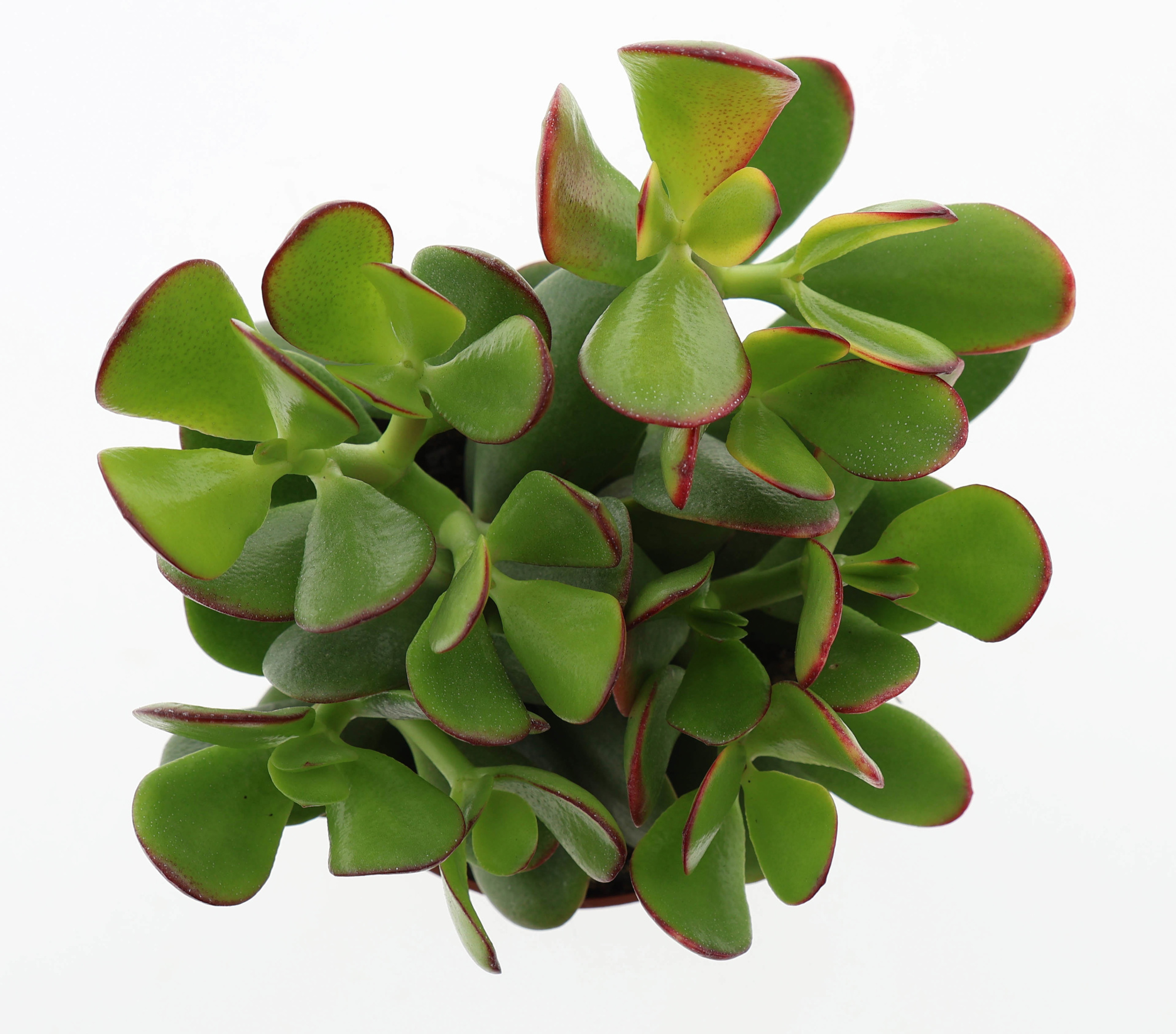 Crassula ovata sunset, D 12