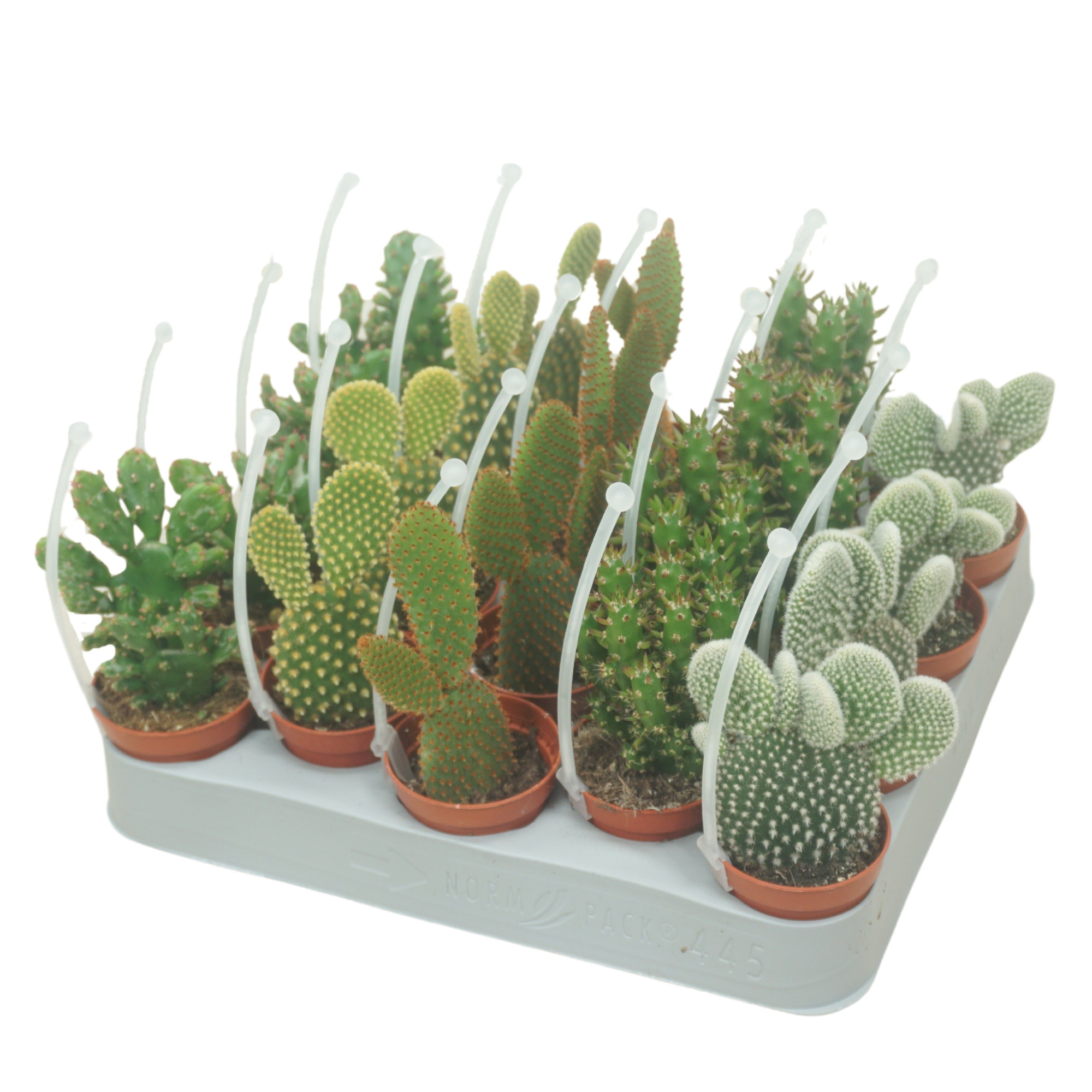 Opuntia mix 5,5 cm met picker, D 5,5 cm