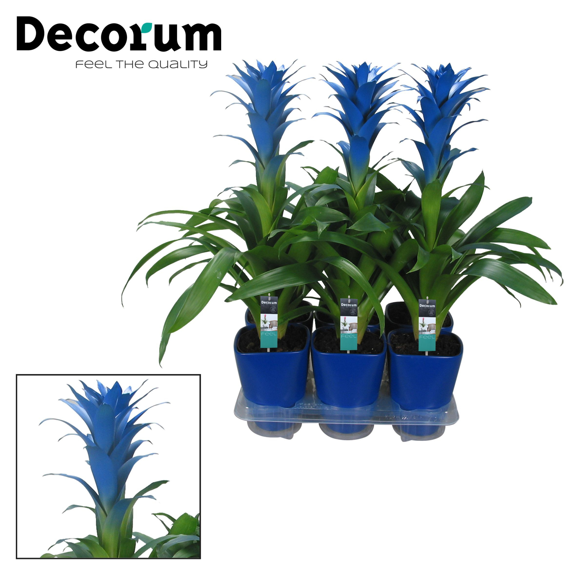 Guzmania Ocean Blue Luxe Keramiek (Decorum), D 14 cm